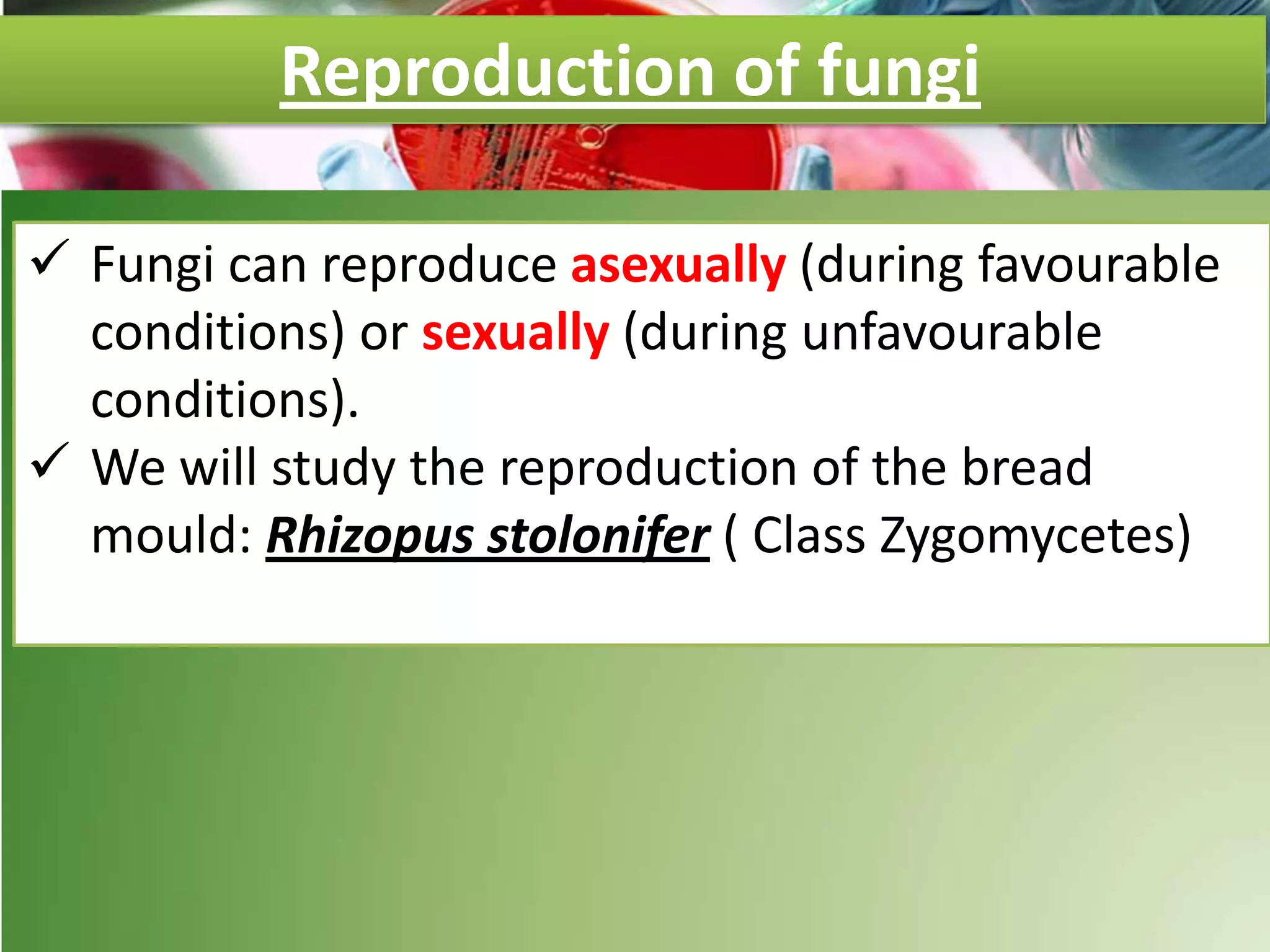 Reproduction of fungi
 Fungi can reproduce asexually (during favourable
conditions) or sexually (during unfavourable
conditions).
 We will study the reproduction of the bread
mould: Rhizopus stolonifer ( Class Zygomycetes)
 