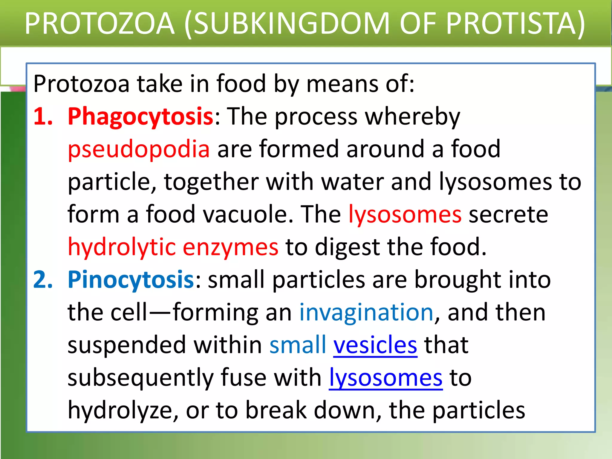 PROTOZOA (SUBKINGDOM OF PROTISTA)
Protozoa take in food by means of:
1. Phagocytosis: The process whereby
pseudopodia are formed around a food
particle, together with water and lysosomes to
form a food vacuole. The lysosomes secrete
hydrolytic enzymes to digest the food.
2. Pinocytosis: small particles are brought into
the cell—forming an invagination, and then
suspended within small vesicles that
subsequently fuse with lysosomes to
hydrolyze, or to break down, the particles
 