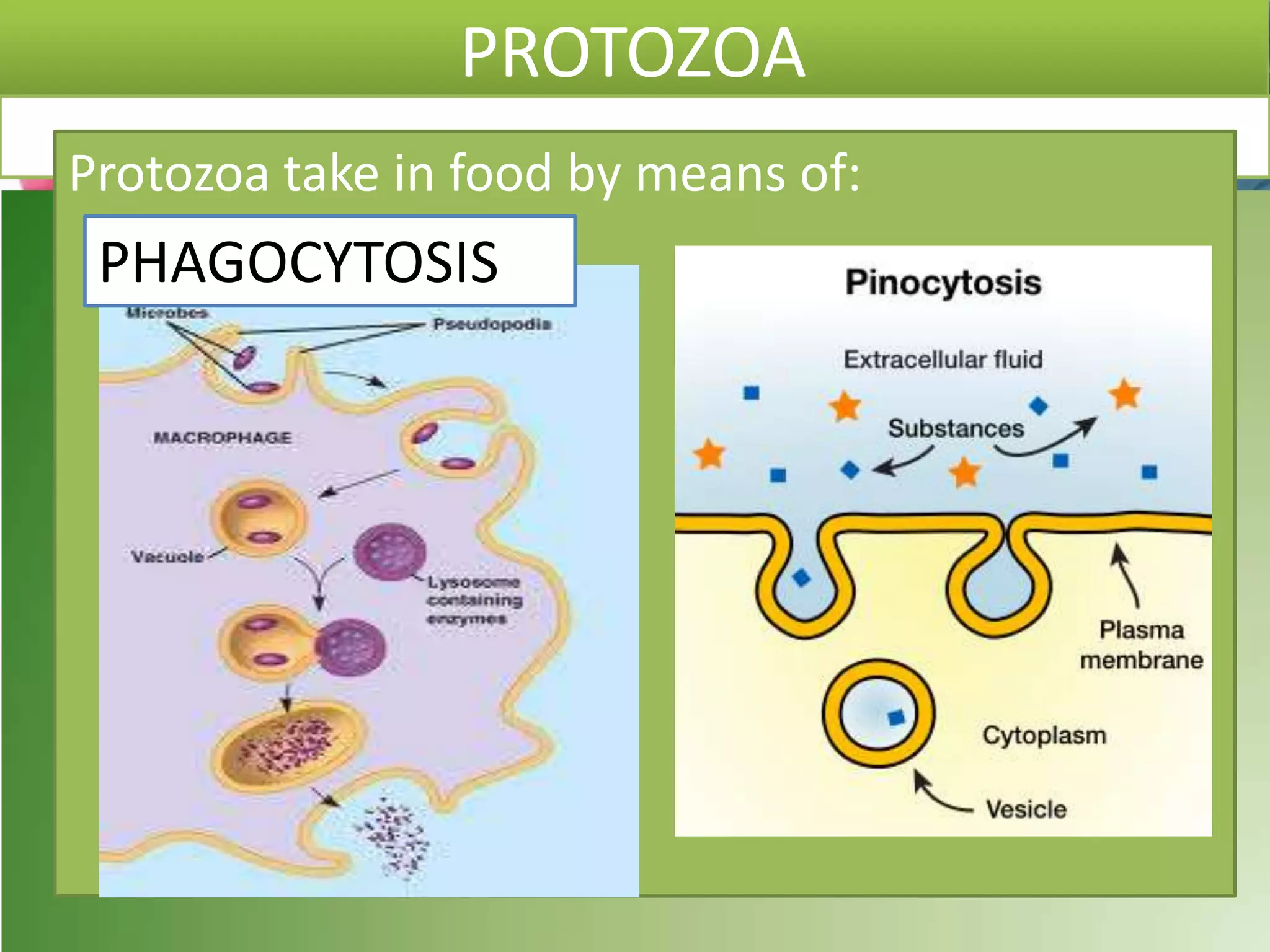 PROTOZOA
Protozoa take in food by means of:
PHAGOCYTOSIS
 
