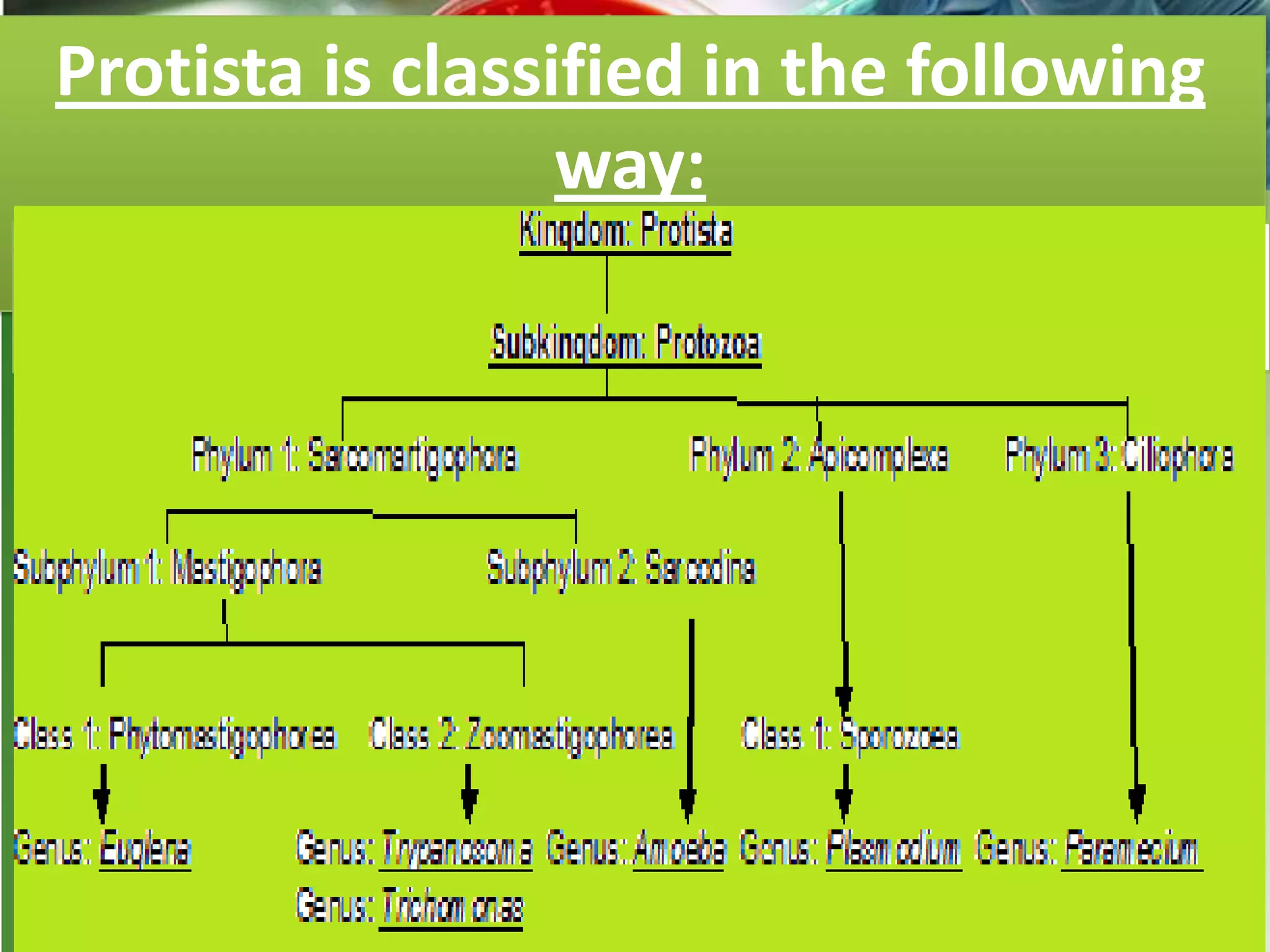 Protista is classified in the following
way:
 