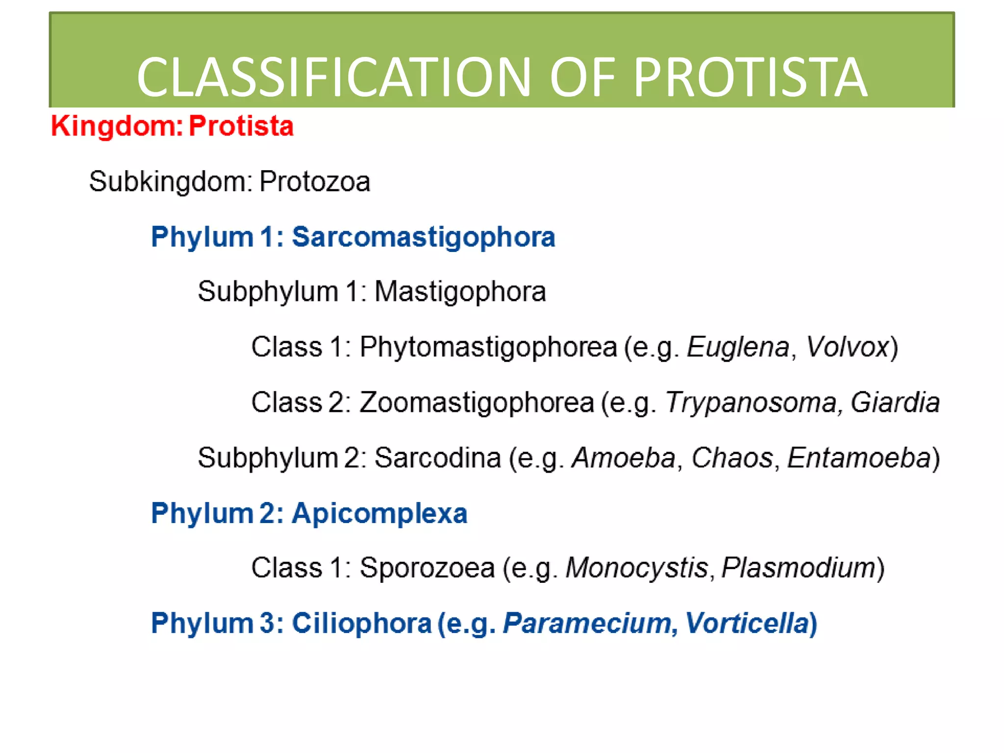 CLASSIFICATION OF PROTISTA
 