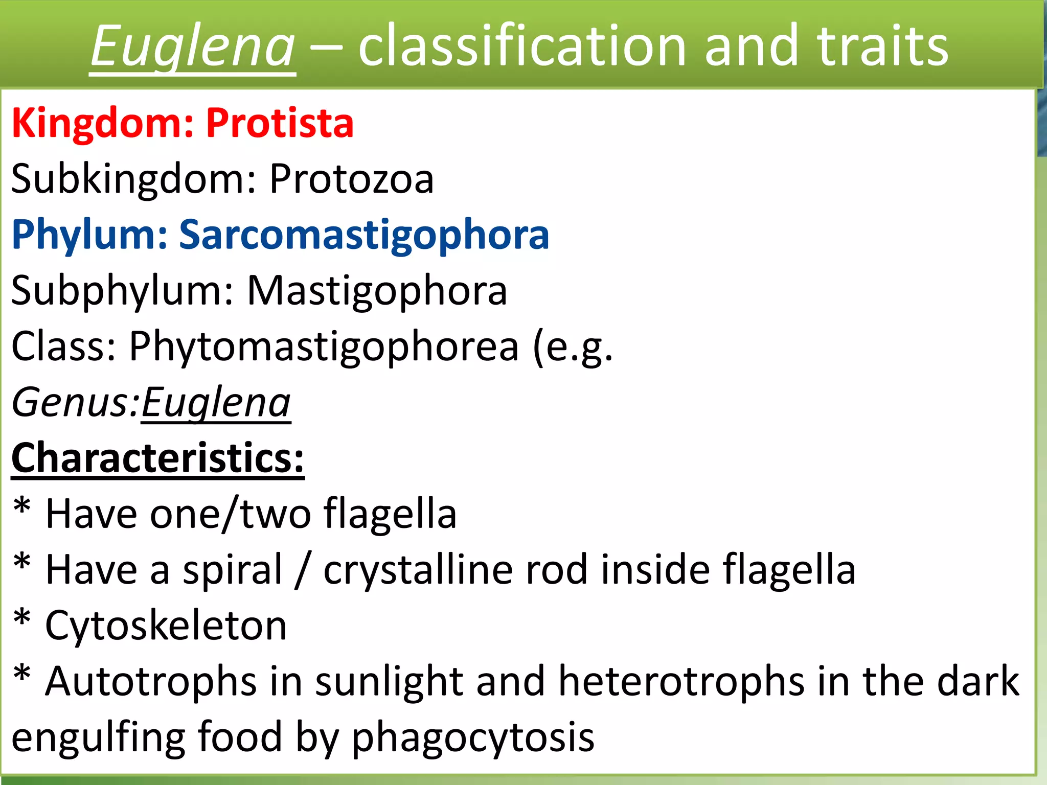 Euglena – classification and traits
Kingdom: Protista
Subkingdom: Protozoa
Phylum: Sarcomastigophora
Subphylum: Mastigophora
Class: Phytomastigophorea (e.g.
Genus:Euglena
Characteristics:
* Have one/two flagella
* Have a spiral / crystalline rod inside flagella
* Cytoskeleton
* Autotrophs in sunlight and heterotrophs in the dark
engulfing food by phagocytosis
 