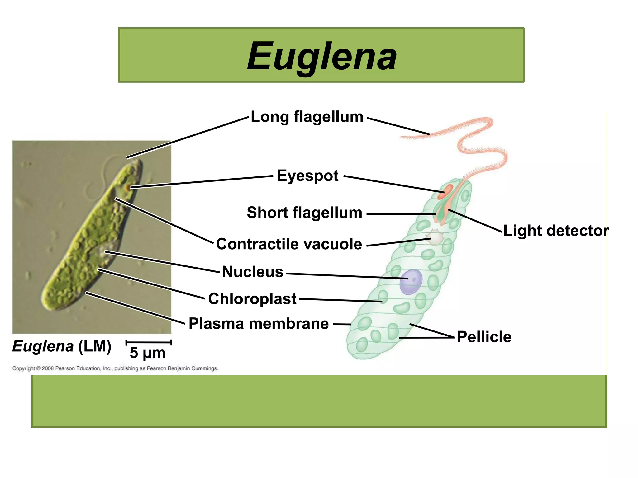 Long flagellum
Eyespot
Short flagellum
Contractile vacuole
Nucleus
Chloroplast
Plasma membrane
Light detector
Pellicle
Euglena (LM) 5 µm
Euglena
 