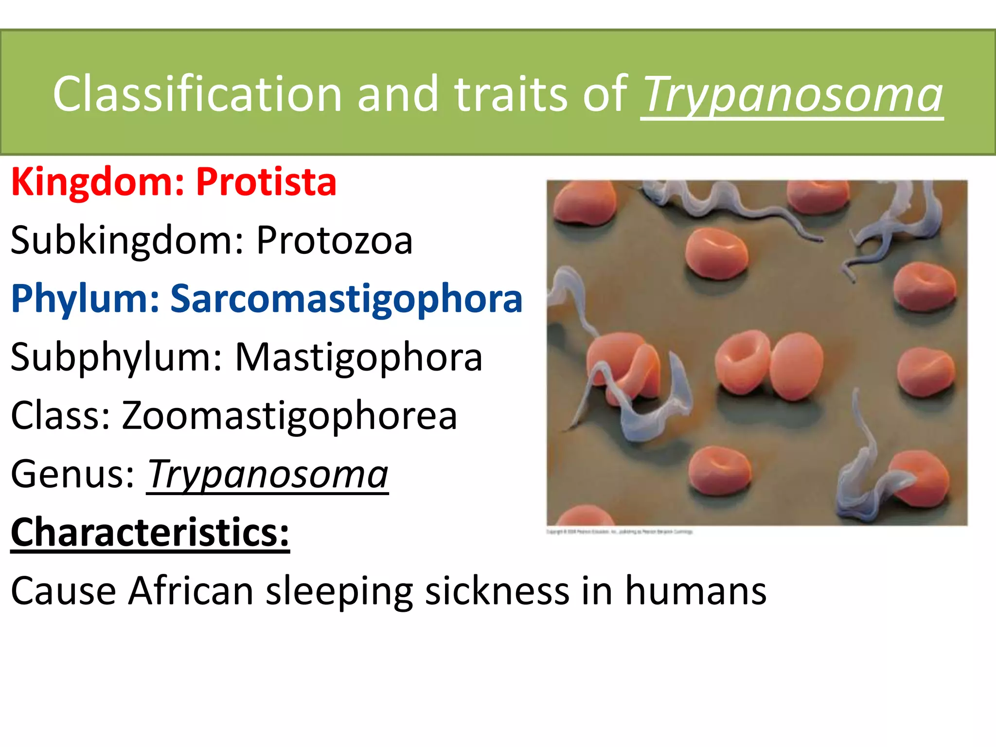 Classification and traits of Trypanosoma
Kingdom: Protista
Subkingdom: Protozoa
Phylum: Sarcomastigophora
Subphylum: Mastigophora
Class: Zoomastigophorea
Genus: Trypanosoma
Characteristics:
Cause African sleeping sickness in humans
 
