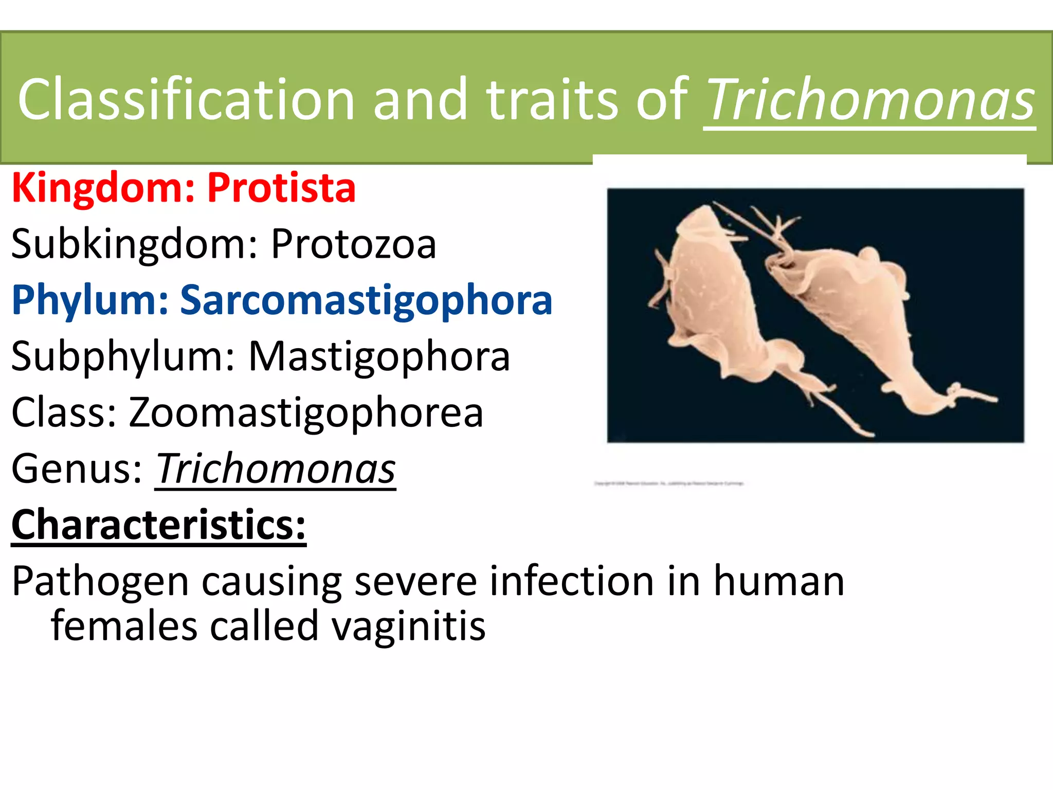 Classification and traits of Trichomonas
Kingdom: Protista
Subkingdom: Protozoa
Phylum: Sarcomastigophora
Subphylum: Mastigophora
Class: Zoomastigophorea
Genus: Trichomonas
Characteristics:
Pathogen causing severe infection in human
females called vaginitis
 