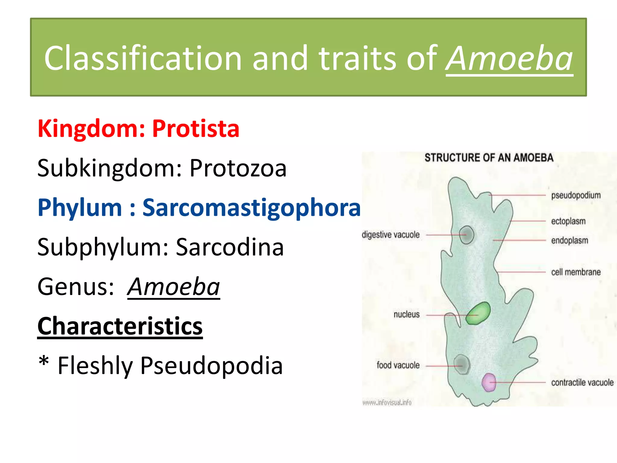 Classification and traits of Amoeba
Kingdom: Protista
Subkingdom: Protozoa
Phylum : Sarcomastigophora
Subphylum: Sarcodina
Genus: Amoeba
Characteristics
* Fleshly Pseudopodia
 