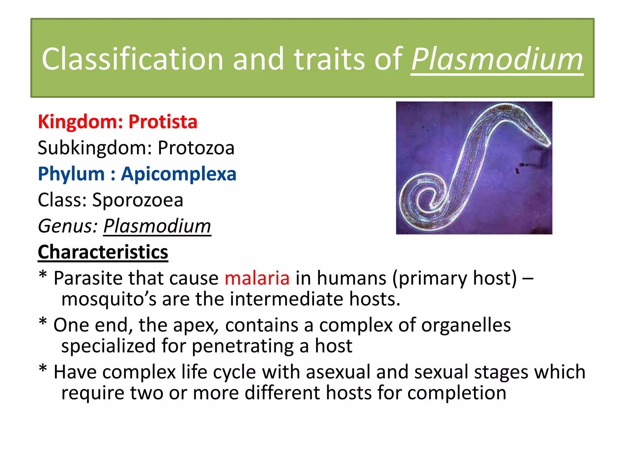Classification and traits of Plasmodium
Kingdom: Protista
Subkingdom: Protozoa
Phylum : Apicomplexa
Class: Sporozoea
Genus: Plasmodium
Characteristics
* Parasite that cause malaria in humans (primary host) –
mosquito’s are the intermediate hosts.
* One end, the apex, contains a complex of organelles
specialized for penetrating a host
* Have complex life cycle with asexual and sexual stages which
require two or more different hosts for completion
 