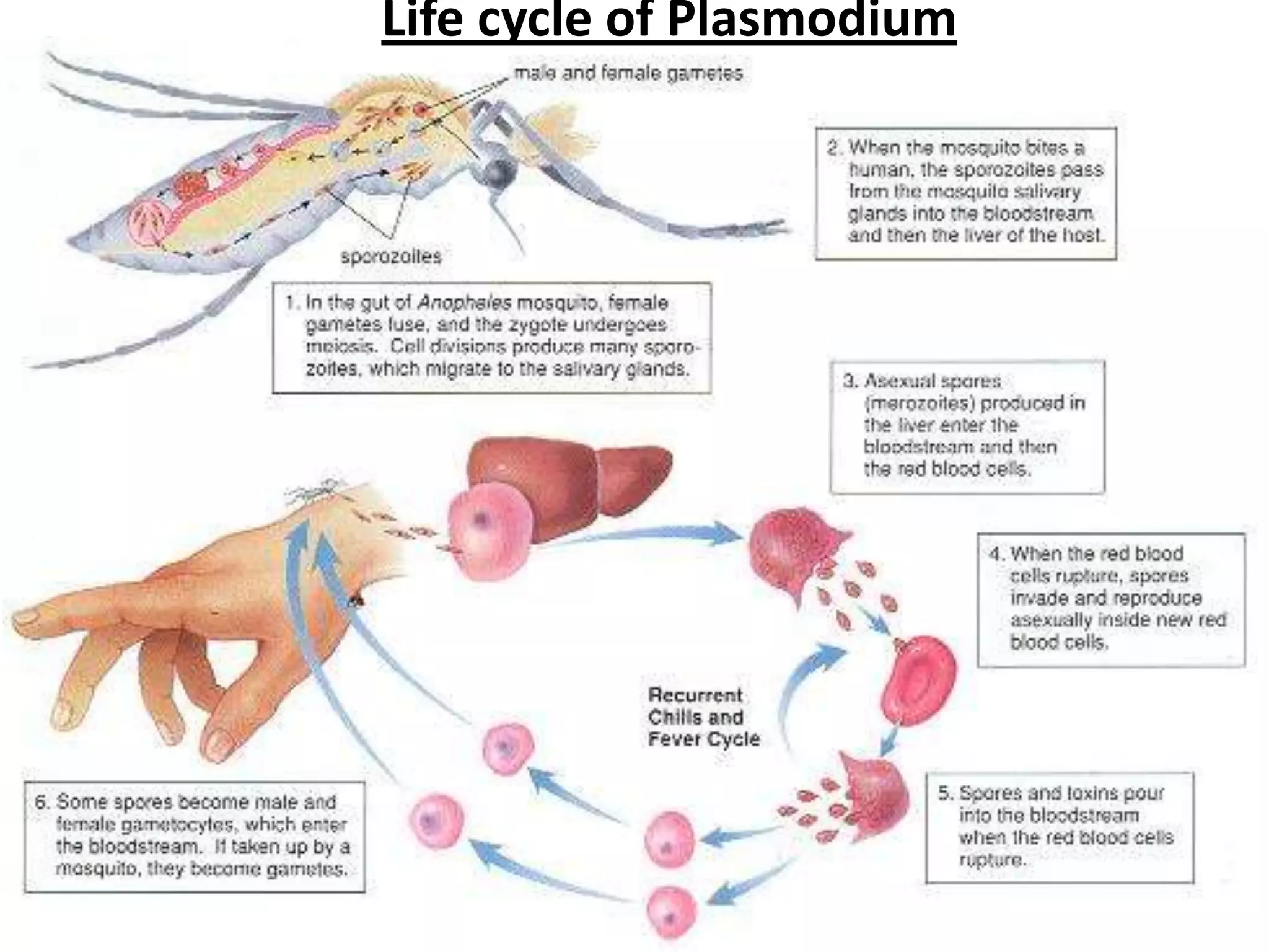 Life cycle of Plasmodium
 