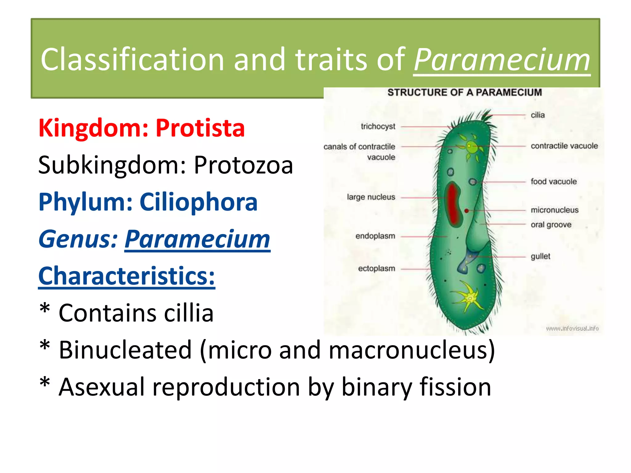 Classification and traits of Paramecium
Kingdom: Protista
Subkingdom: Protozoa
Phylum: Ciliophora
Genus: Paramecium
Characteristics:
* Contains cillia
* Binucleated (micro and macronucleus)
* Asexual reproduction by binary fission
 