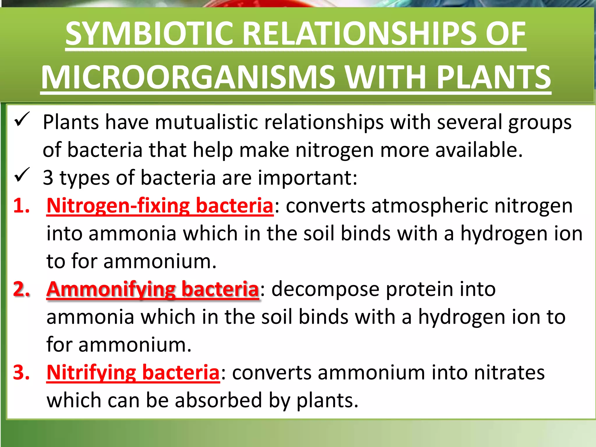 SYMBIOTIC RELATIONSHIPS OF
MICROORGANISMS WITH PLANTS
 Plants have mutualistic relationships with several groups
of bacteria that help make nitrogen more available.
 3 types of bacteria are important:
1. Nitrogen-fixing bacteria: converts atmospheric nitrogen
into ammonia which in the soil binds with a hydrogen ion
to for ammonium.
2. Ammonifying bacteria: decompose protein into
ammonia which in the soil binds with a hydrogen ion to
for ammonium.
3. Nitrifying bacteria: converts ammonium into nitrates
which can be absorbed by plants.
 