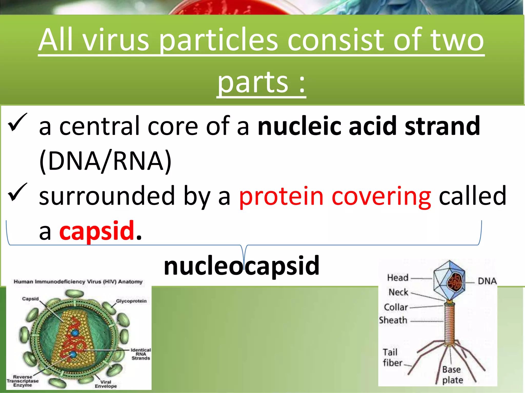 All virus particles consist of two
parts :
 a central core of a nucleic acid strand
(DNA/RNA)
 surrounded by a protein covering called
a capsid.
nucleocapsid
 
