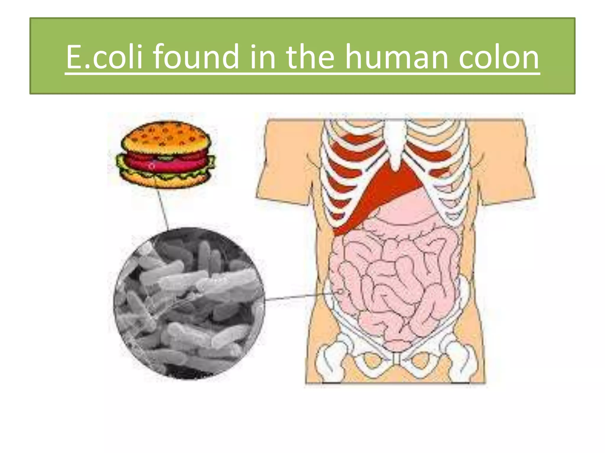 E.coli found in the human colon
 
