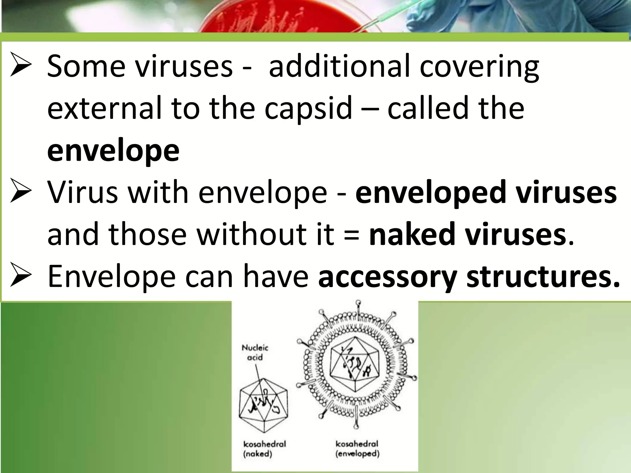  Some viruses - additional covering
external to the capsid – called the
envelope
 Virus with envelope - enveloped viruses
and those without it = naked viruses.
 Envelope can have accessory structures.
 