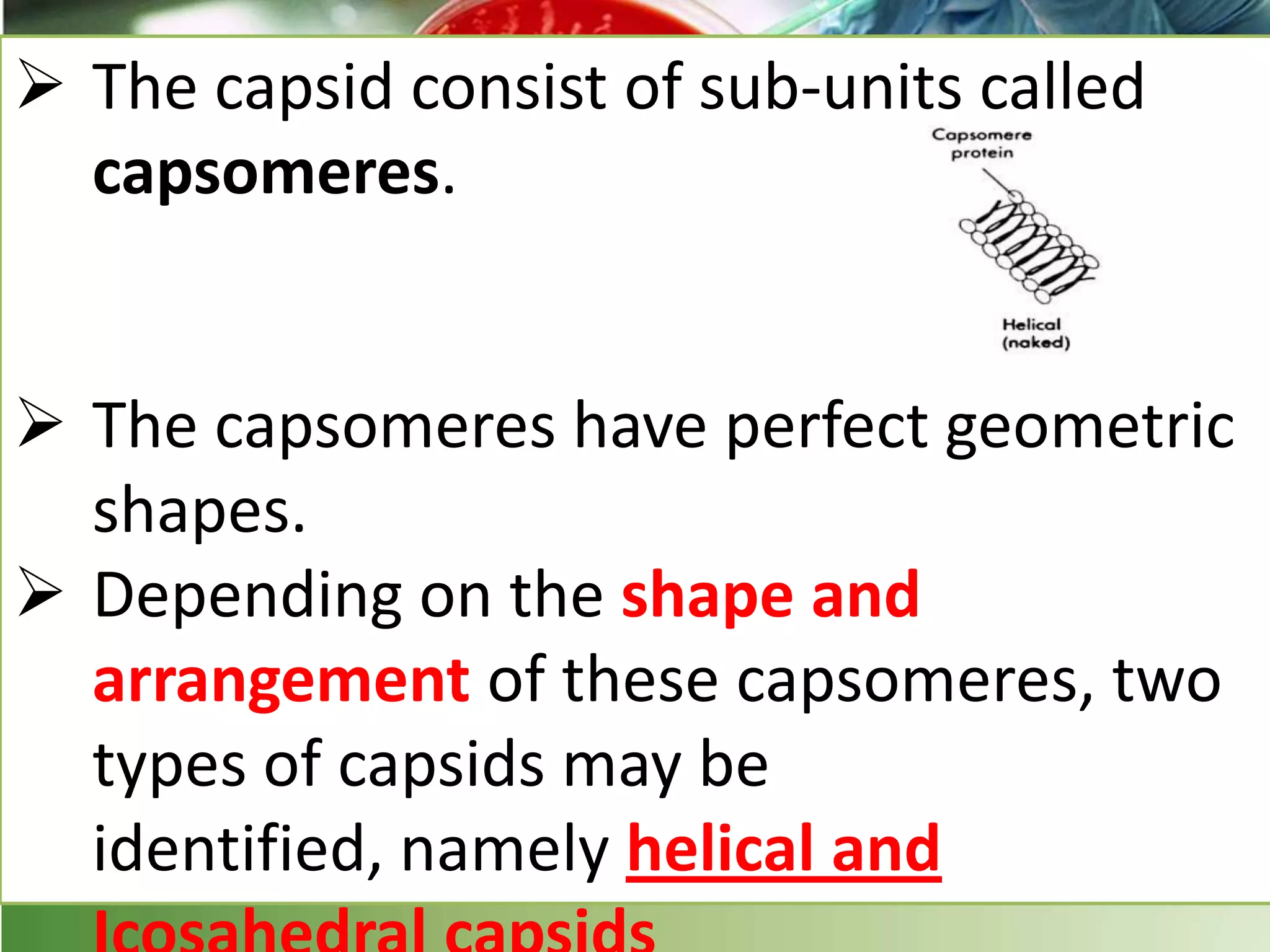  The capsid consist of sub-units called
capsomeres.
 The capsomeres have perfect geometric
shapes.
 Depending on the shape and
arrangement of these capsomeres, two
types of capsids may be
identified, namely helical and
 