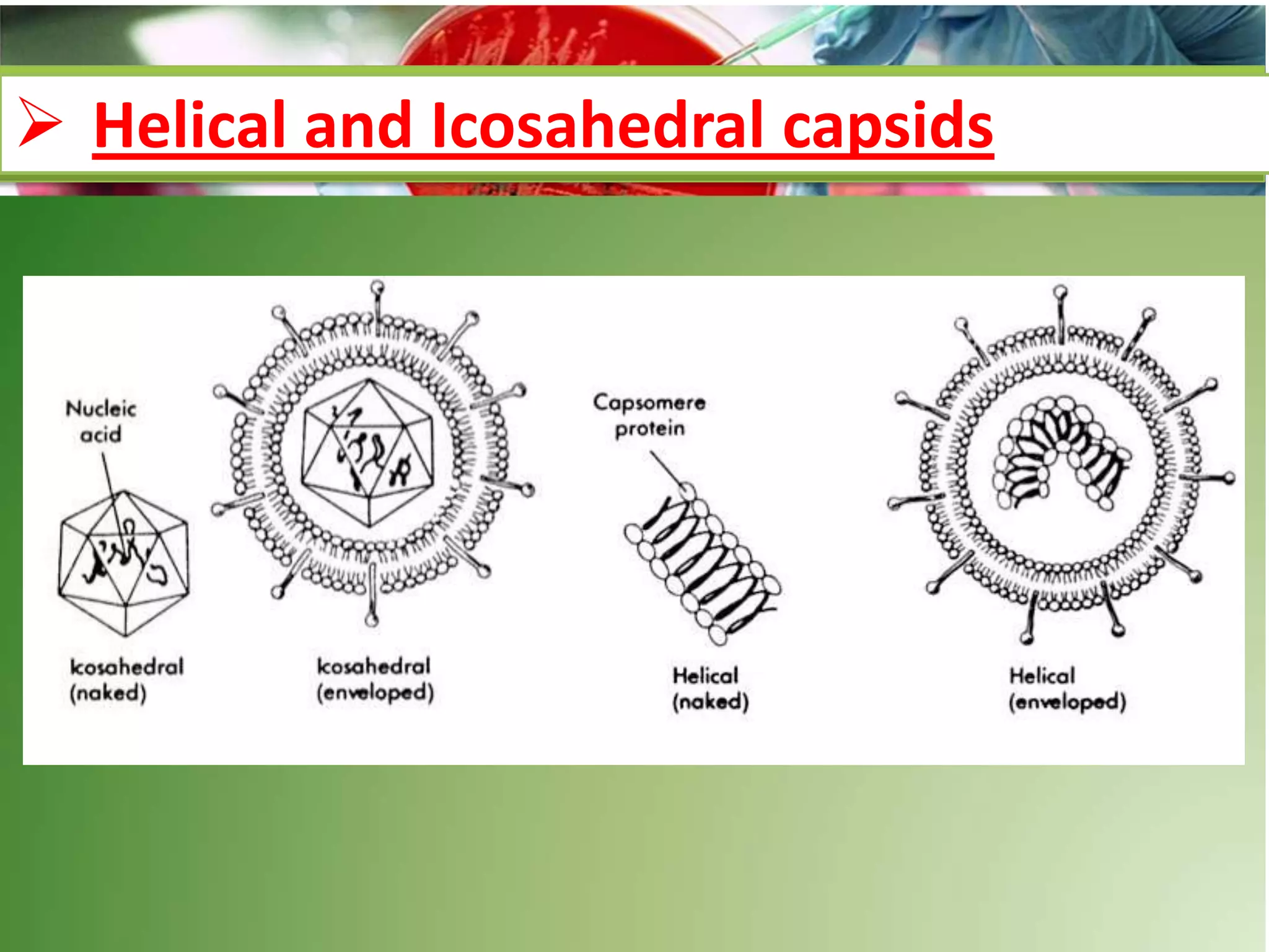  Helical and Icosahedral capsids
 