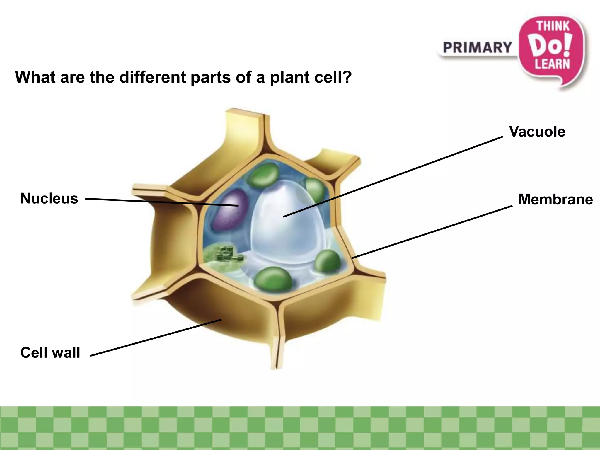 What are the different parts of a plant cell? 
Nucleus 
Vacuole 
Membrane 
Cell wall 
 