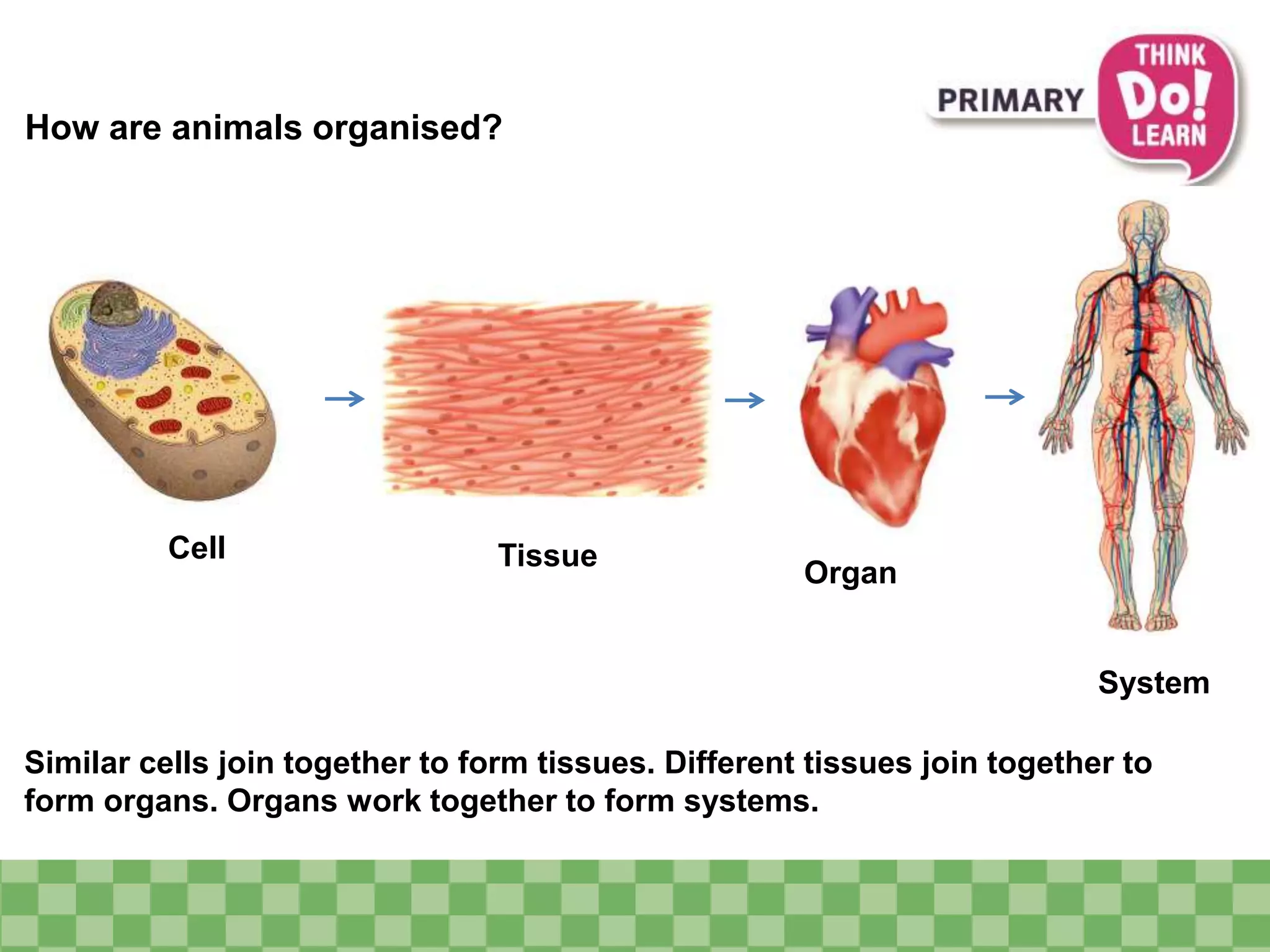 How are animals organised? 
Cell 
Organ 
Tissue 
System 
Similar cells join together to form tissues. Different tissues join together to 
form organs. Organs work together to form systems. 
 
