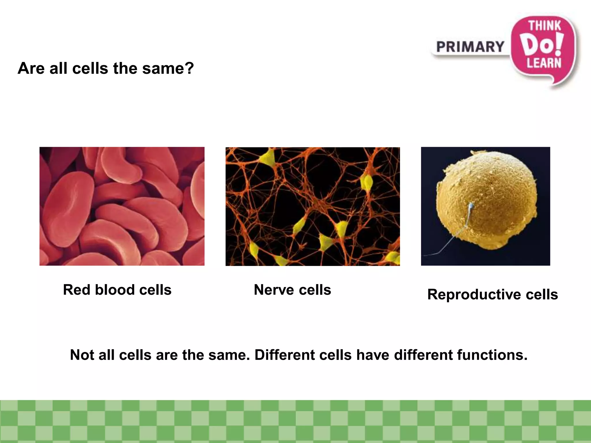 Are all cells the same? 
Red blood cells Nerve cells Reproductive cells 
Not all cells are the same. Different cells have different functions. 
 