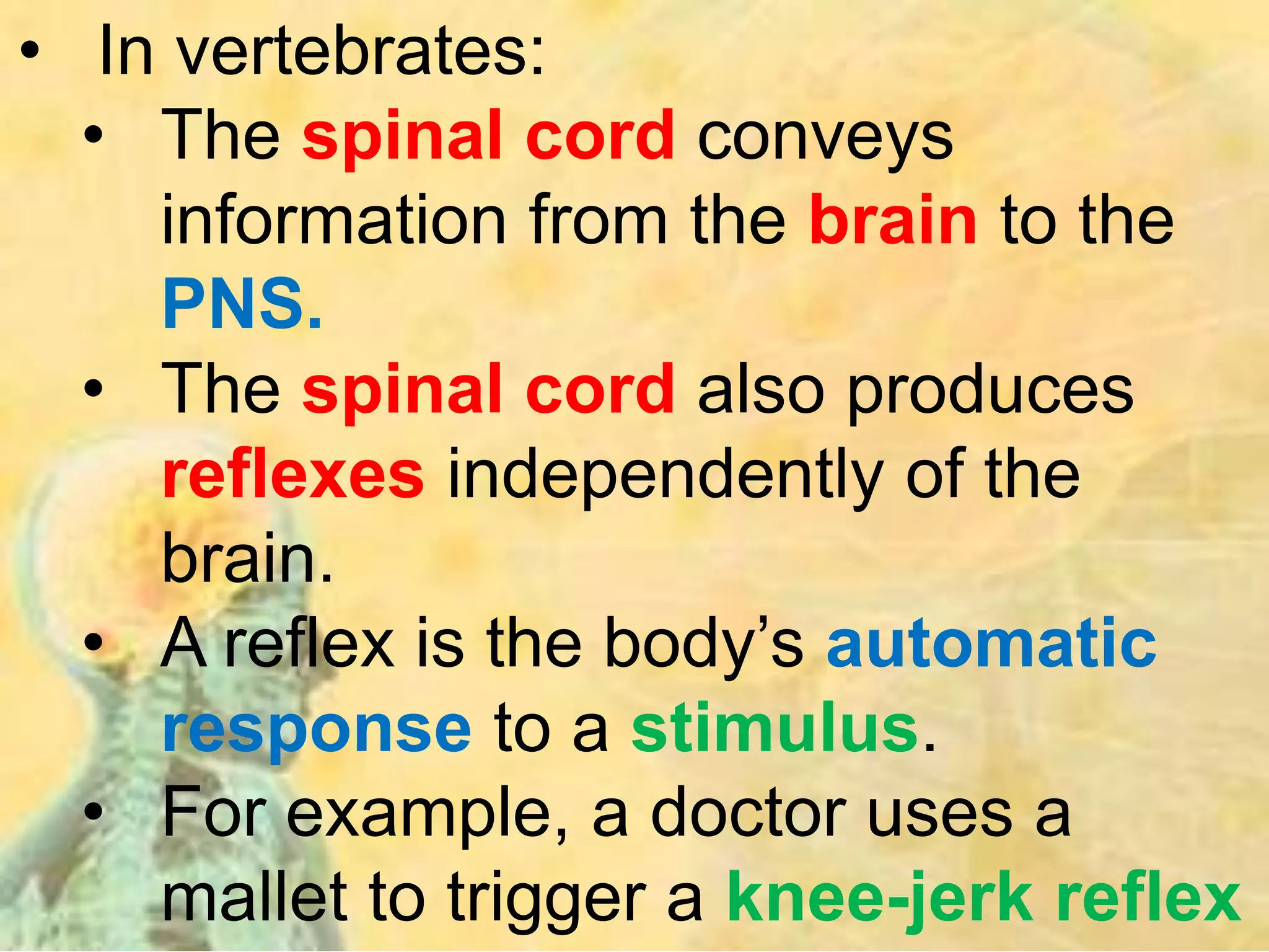• In vertebrates:
• The spinal cord conveys
information from the brain to the
PNS.
• The spinal cord also produces
reflexes independently of the
brain.
• A reflex is the body’s automatic
response to a stimulus.
• For example, a doctor uses a
mallet to trigger a knee-jerk reflex
 