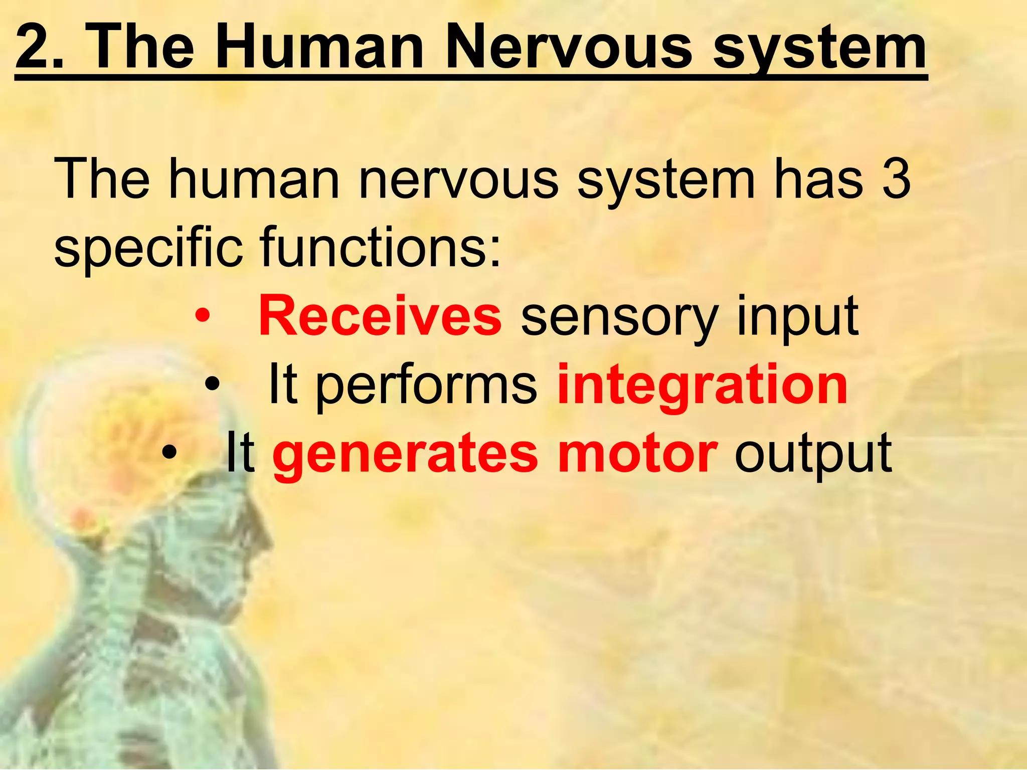 2. The Human Nervous system
The human nervous system has 3
specific functions:
• Receives sensory input
• It performs integration
• It generates motor output
 