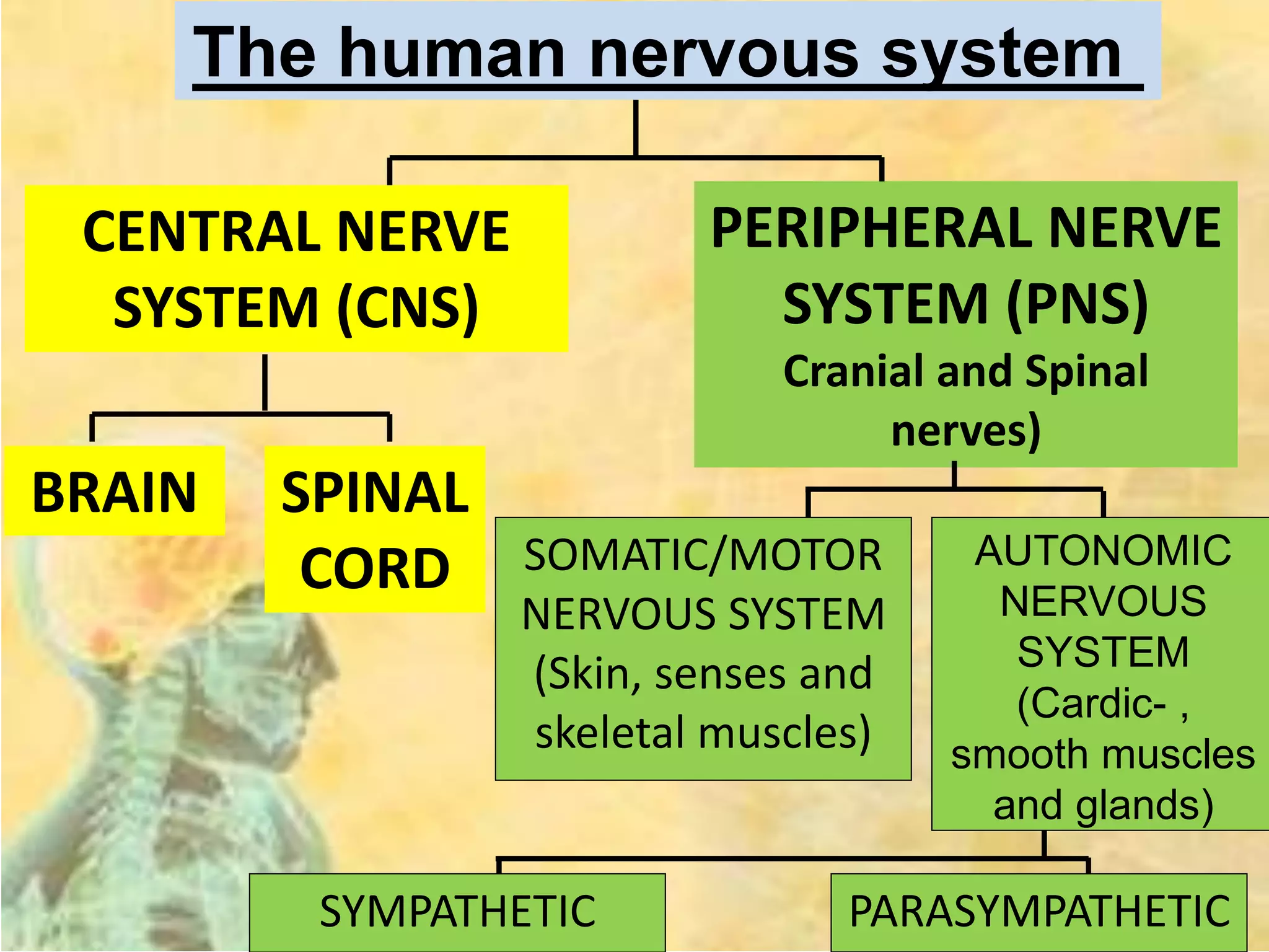The human nervous system
CENTRAL NERVE
SYSTEM (CNS)
PERIPHERAL NERVE
SYSTEM (PNS)
Cranial and Spinal
nerves)
BRAIN SPINAL
CORD SOMATIC/MOTOR
NERVOUS SYSTEM
(Skin, senses and
skeletal muscles)
AUTONOMIC
NERVOUS
SYSTEM
(Cardic- ,
smooth muscles
and glands)
SYMPATHETIC PARASYMPATHETIC
 
