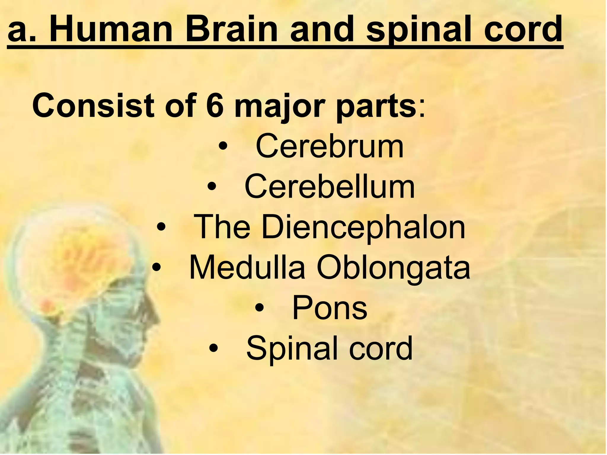 a. Human Brain and spinal cord
Consist of 6 major parts:
• Cerebrum
• Cerebellum
• The Diencephalon
• Medulla Oblongata
• Pons
• Spinal cord
 