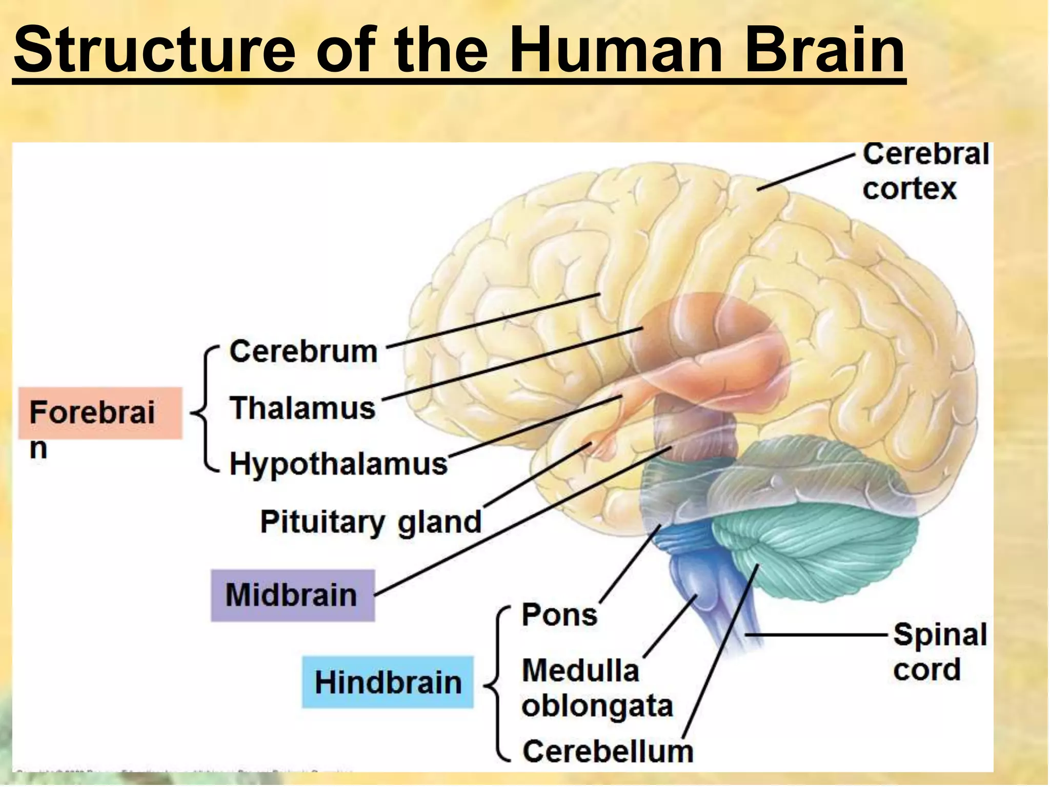 Structure of the Human Brain
 