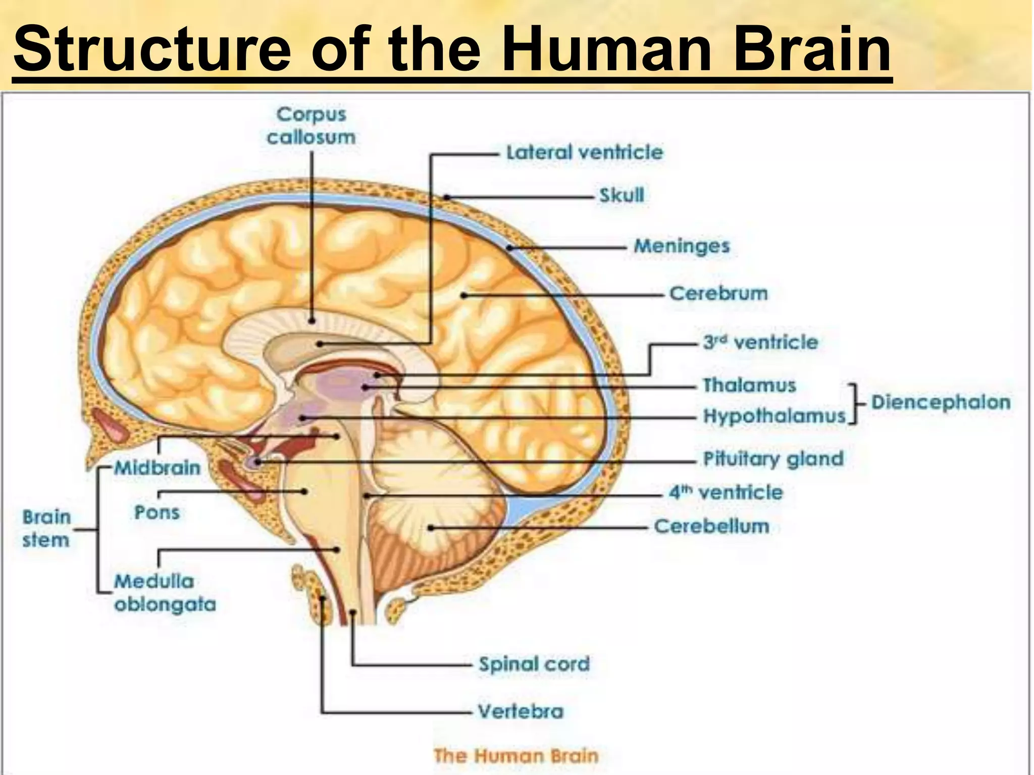 Structure of the Human Brain
 