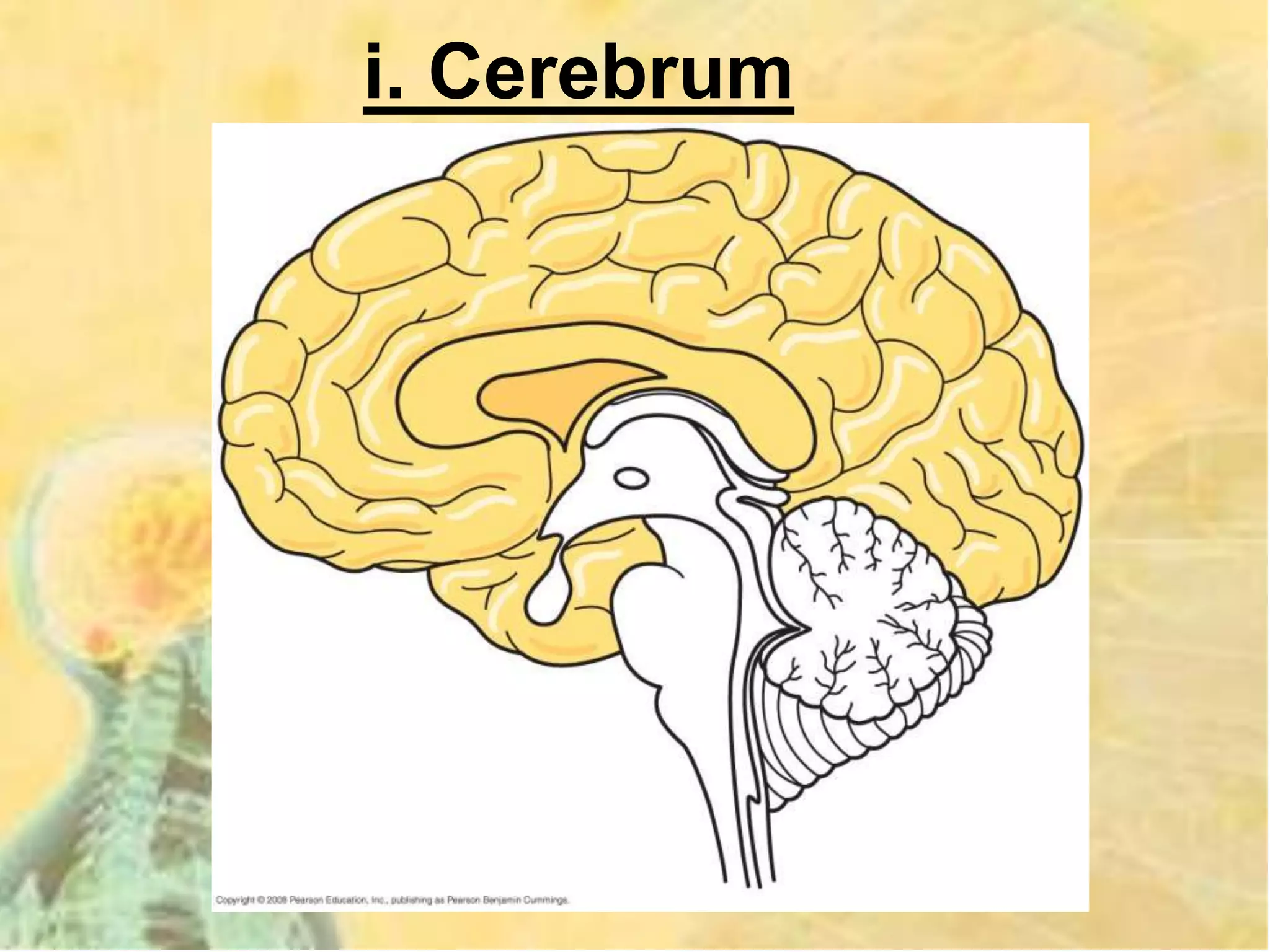 i. Cerebrum
 