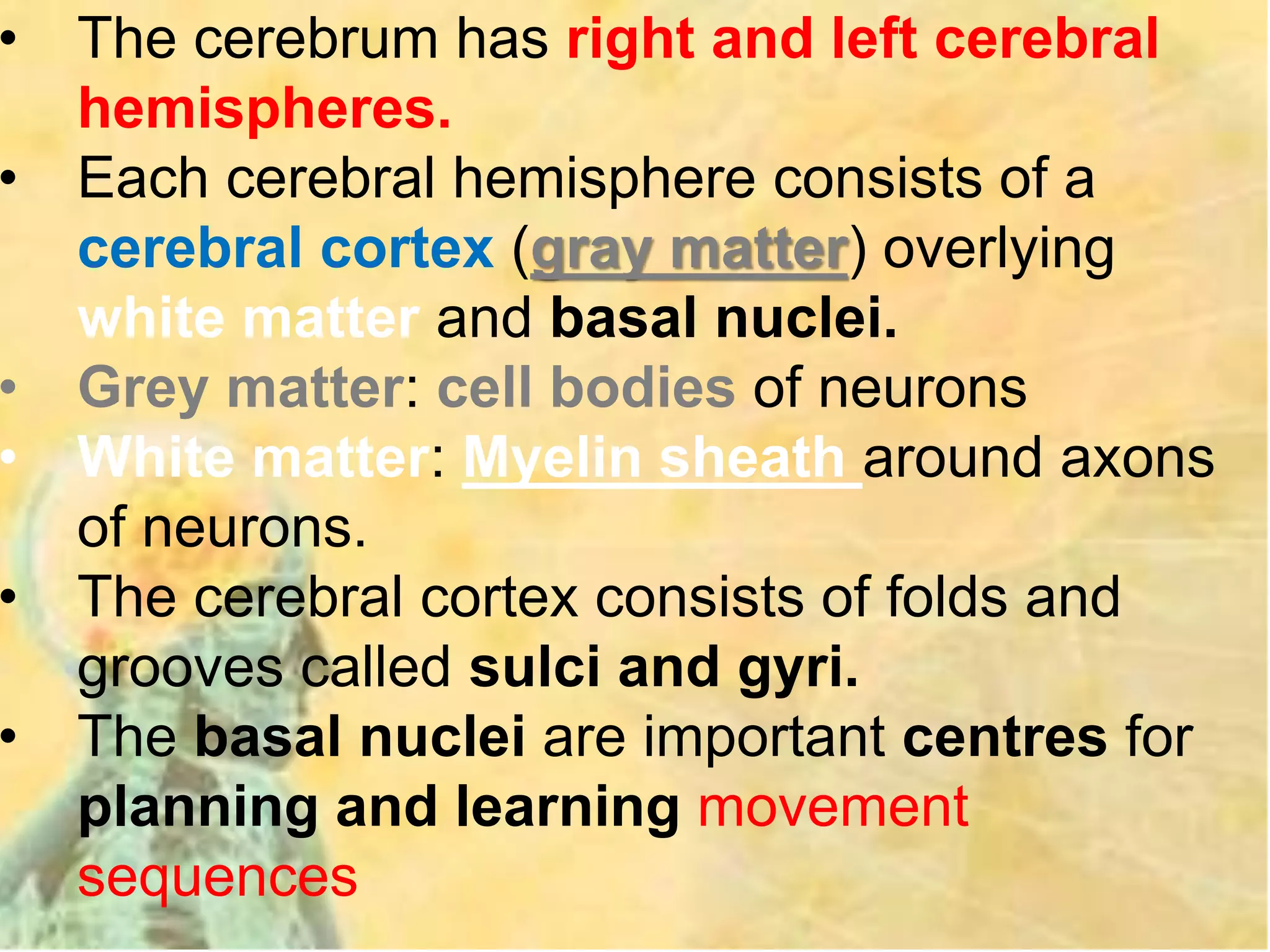 • The cerebrum has right and left cerebral
hemispheres.
• Each cerebral hemisphere consists of a
cerebral cortex (gray matter) overlying
white matter and basal nuclei.
• Grey matter: cell bodies of neurons
• White matter: Myelin sheath around axons
of neurons.
• The cerebral cortex consists of folds and
grooves called sulci and gyri.
• The basal nuclei are important centres for
planning and learning movement
sequences
 
