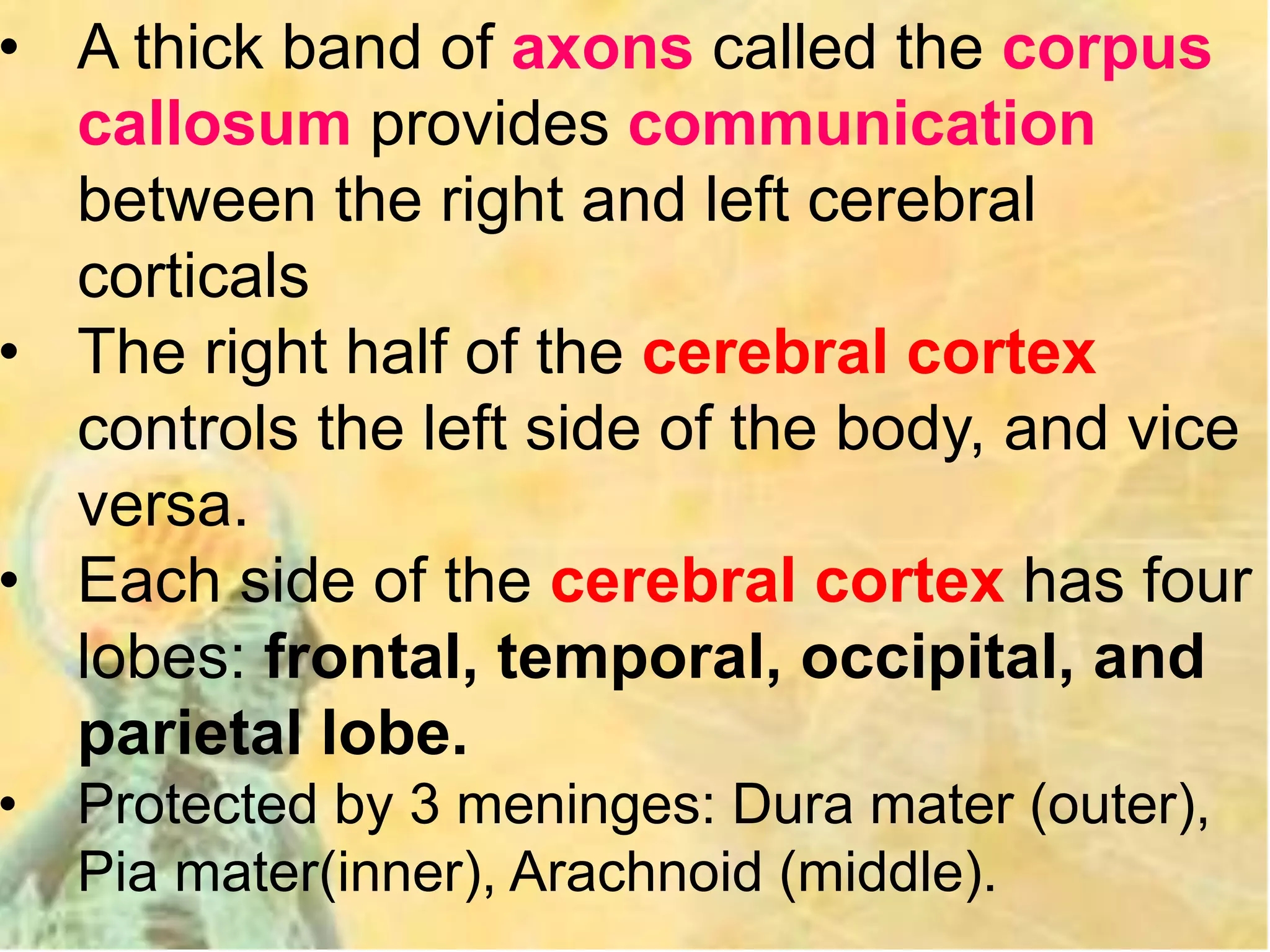 • A thick band of axons called the corpus
callosum provides communication
between the right and left cerebral
corticals
• The right half of the cerebral cortex
controls the left side of the body, and vice
versa.
• Each side of the cerebral cortex has four
lobes: frontal, temporal, occipital, and
parietal lobe.
• Protected by 3 meninges: Dura mater (outer),
Pia mater(inner), Arachnoid (middle).
 