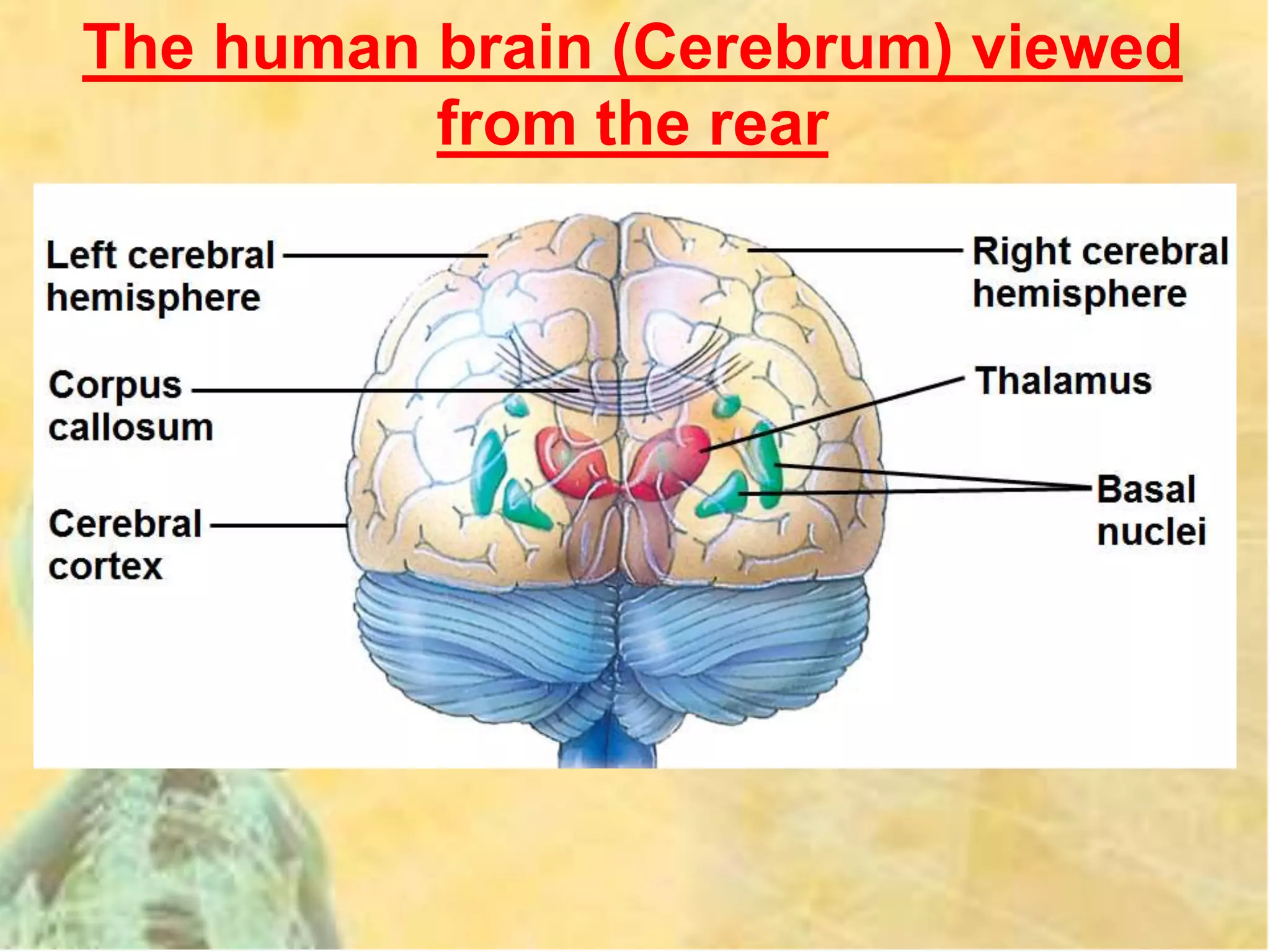 The human brain (Cerebrum) viewed
from the rear
 