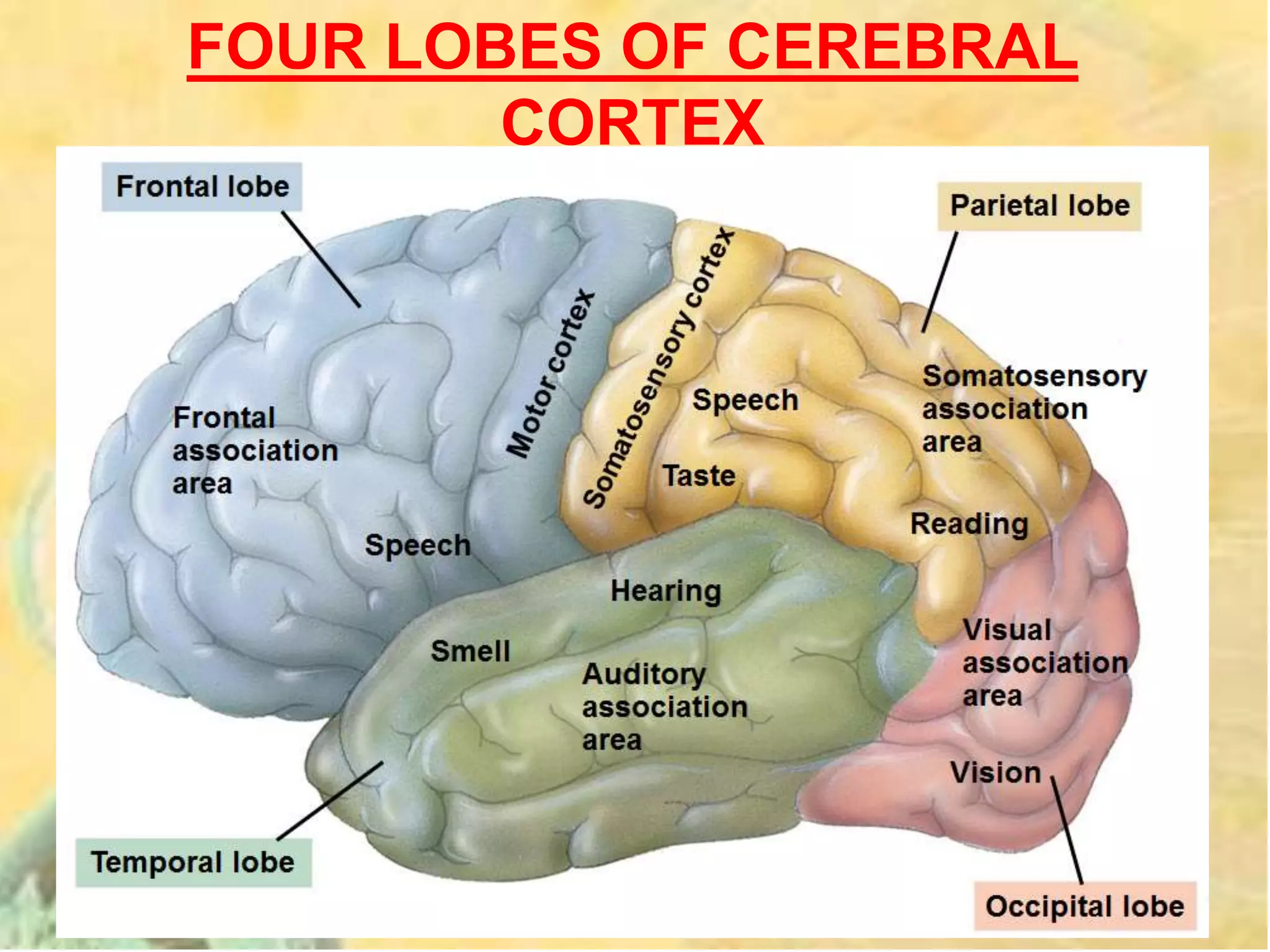 FOUR LOBES OF CEREBRAL
CORTEX
 