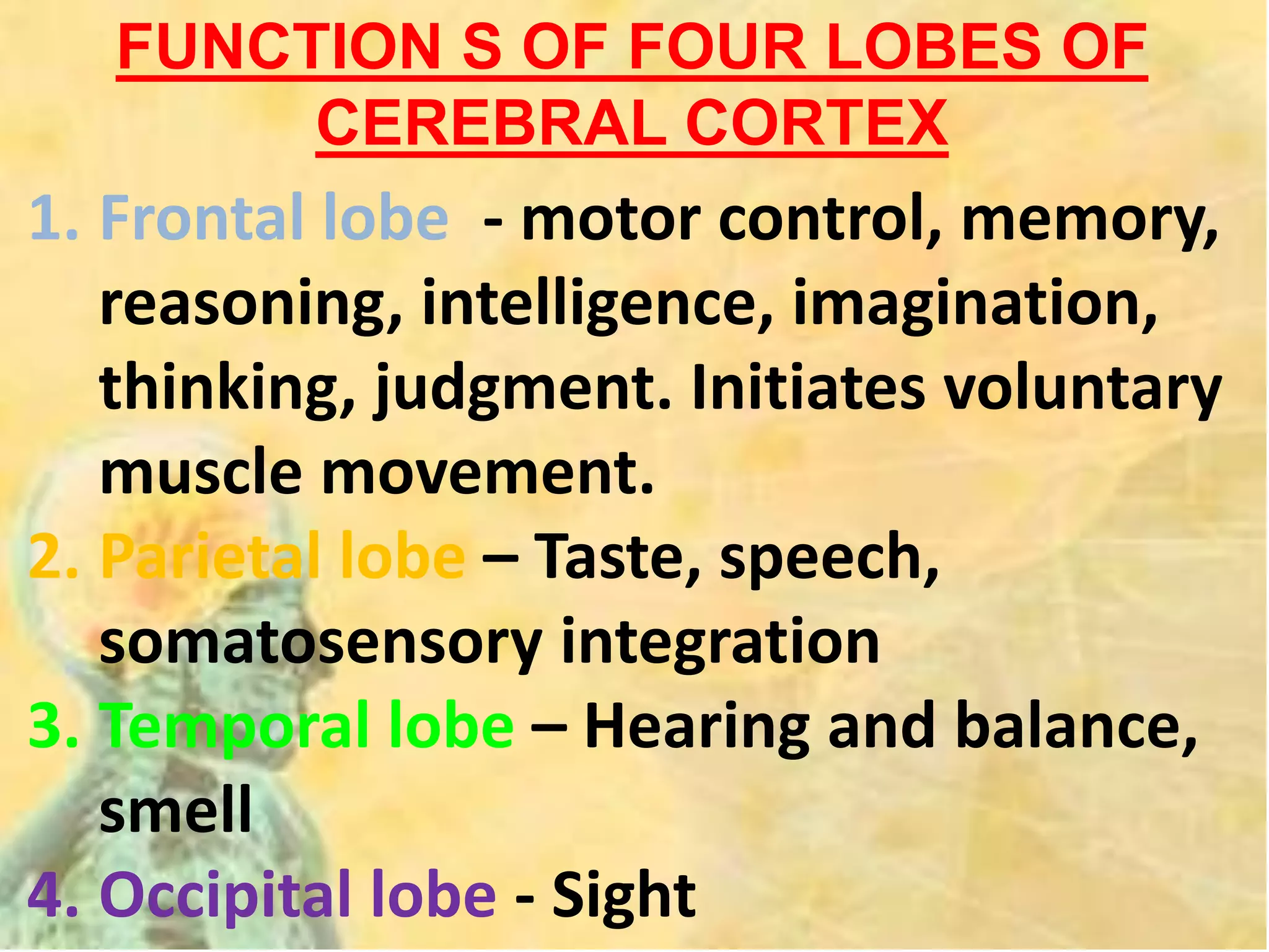 FUNCTION S OF FOUR LOBES OF
CEREBRAL CORTEX
1. Frontal lobe - motor control, memory,
reasoning, intelligence, imagination,
thinking, judgment. Initiates voluntary
muscle movement.
2. Parietal lobe – Taste, speech,
somatosensory integration
3. Temporal lobe – Hearing and balance,
smell
4. Occipital lobe - Sight
 