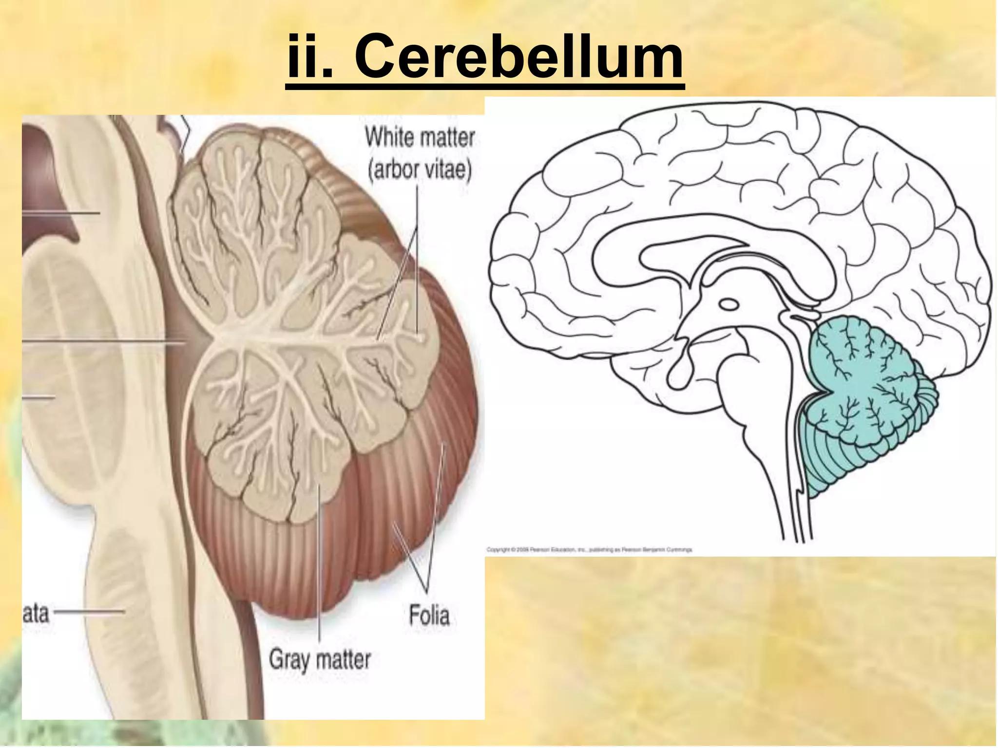 ii. Cerebellum
 