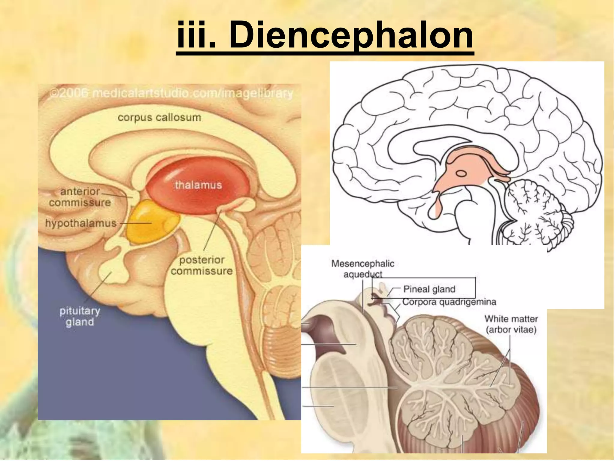 iii. Diencephalon
 