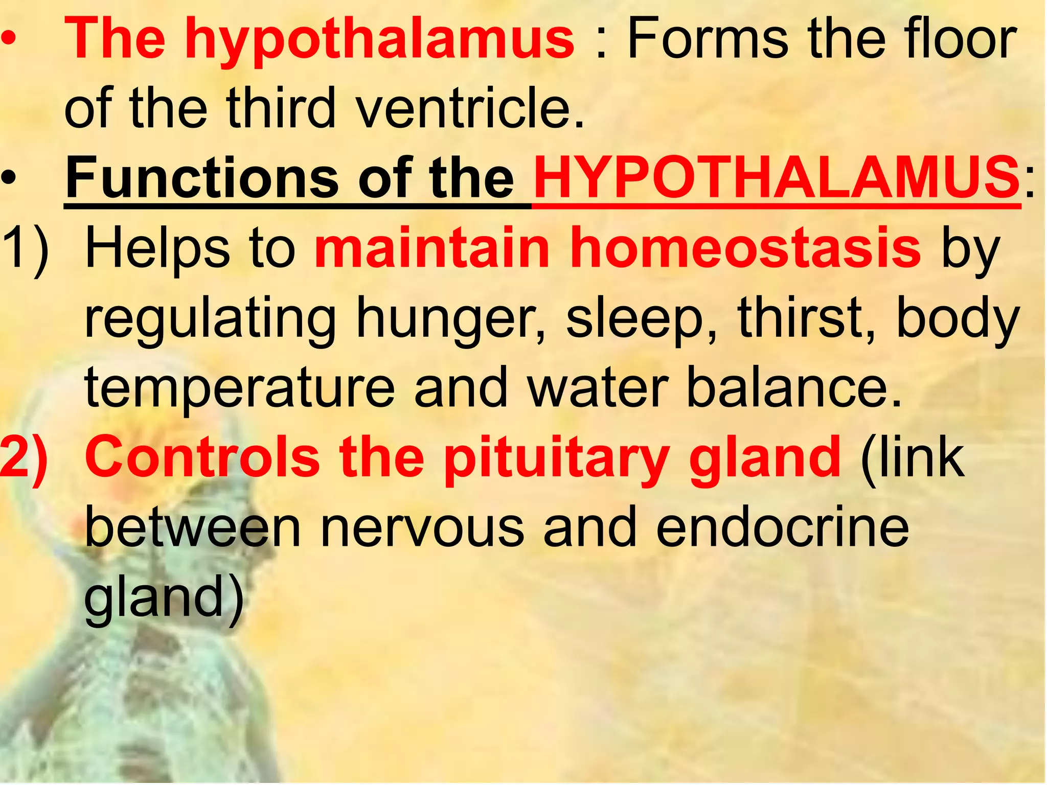 • The hypothalamus : Forms the floor
of the third ventricle.
• Functions of the HYPOTHALAMUS:
1) Helps to maintain homeostasis by
regulating hunger, sleep, thirst, body
temperature and water balance.
2) Controls the pituitary gland (link
between nervous and endocrine
gland)
 