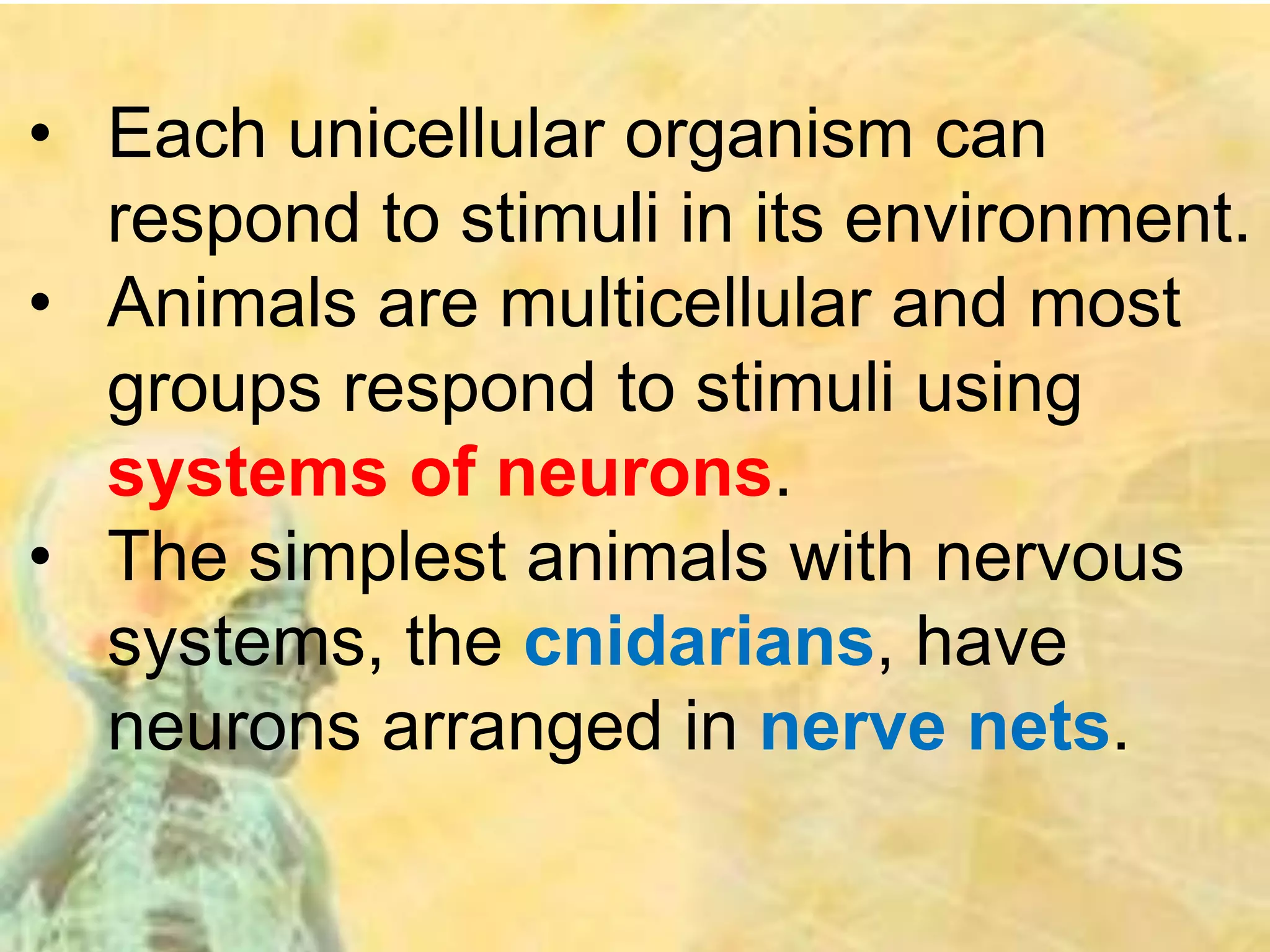 • Each unicellular organism can
respond to stimuli in its environment.
• Animals are multicellular and most
groups respond to stimuli using
systems of neurons.
• The simplest animals with nervous
systems, the cnidarians, have
neurons arranged in nerve nets.
 