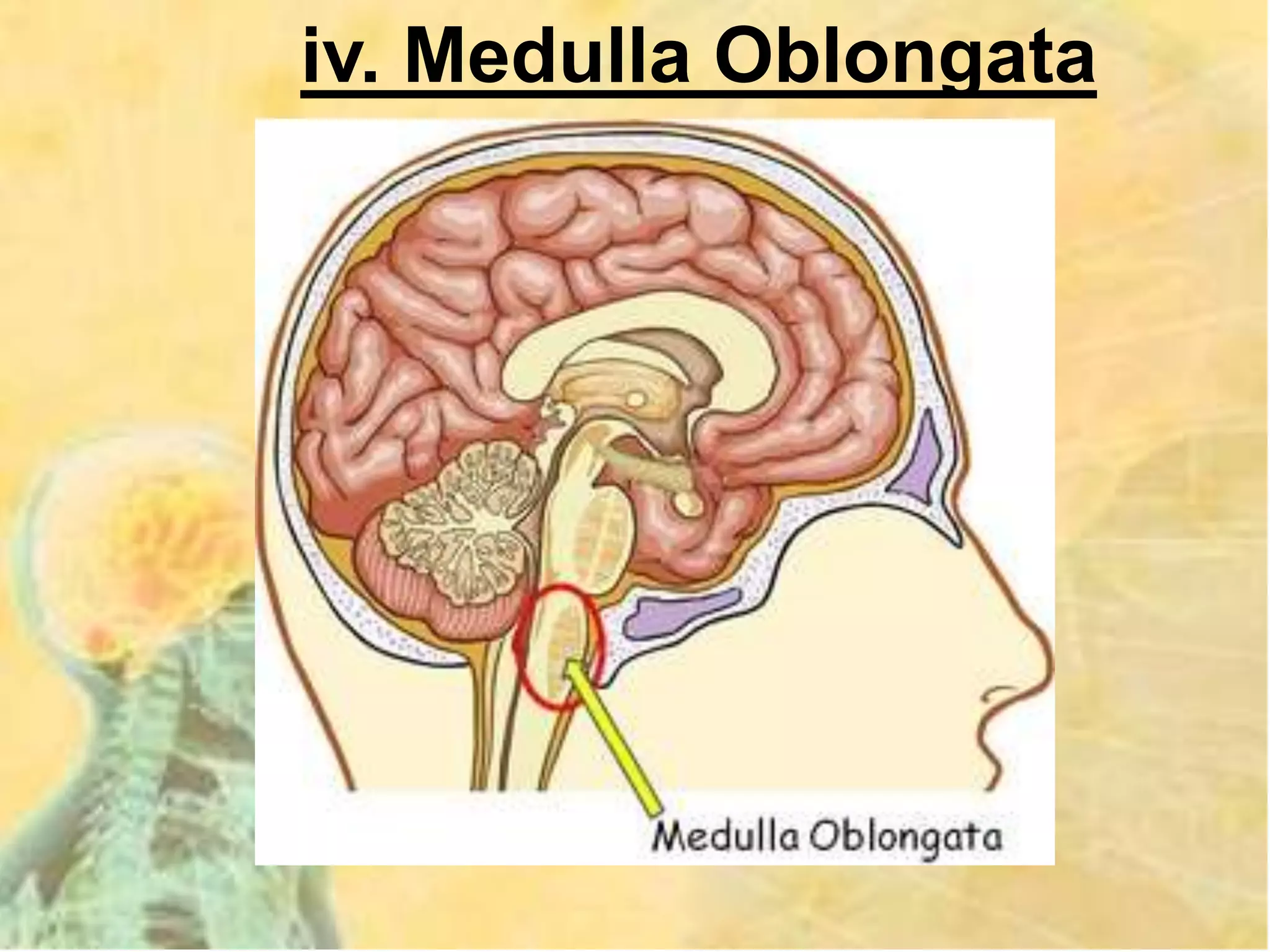 iv. Medulla Oblongata
 