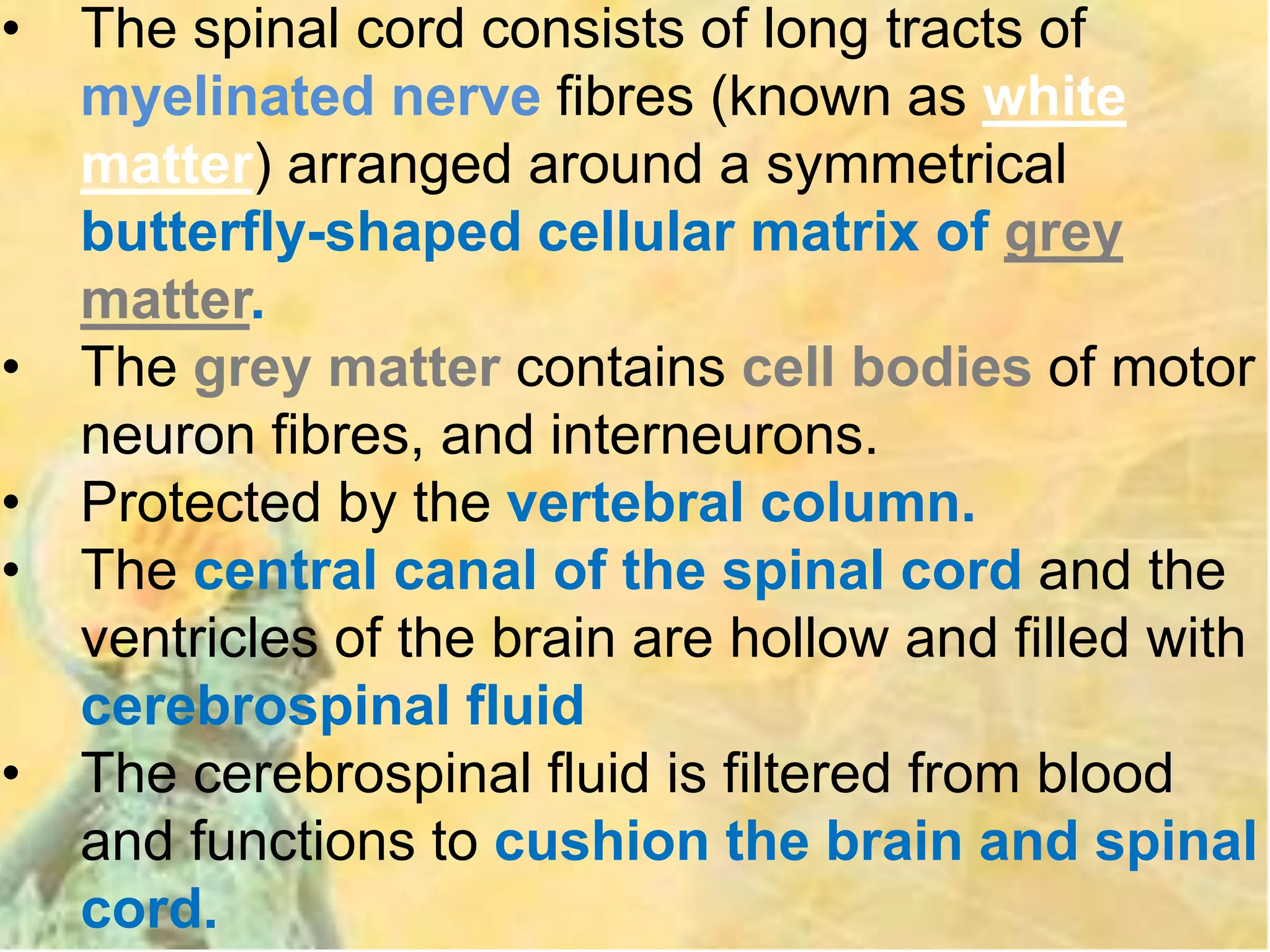 • The spinal cord consists of long tracts of
myelinated nerve fibres (known as white
matter) arranged around a symmetrical
butterfly-shaped cellular matrix of grey
matter.
• The grey matter contains cell bodies of motor
neuron fibres, and interneurons.
• Protected by the vertebral column.
• The central canal of the spinal cord and the
ventricles of the brain are hollow and filled with
cerebrospinal fluid
• The cerebrospinal fluid is filtered from blood
and functions to cushion the brain and spinal
cord.
 