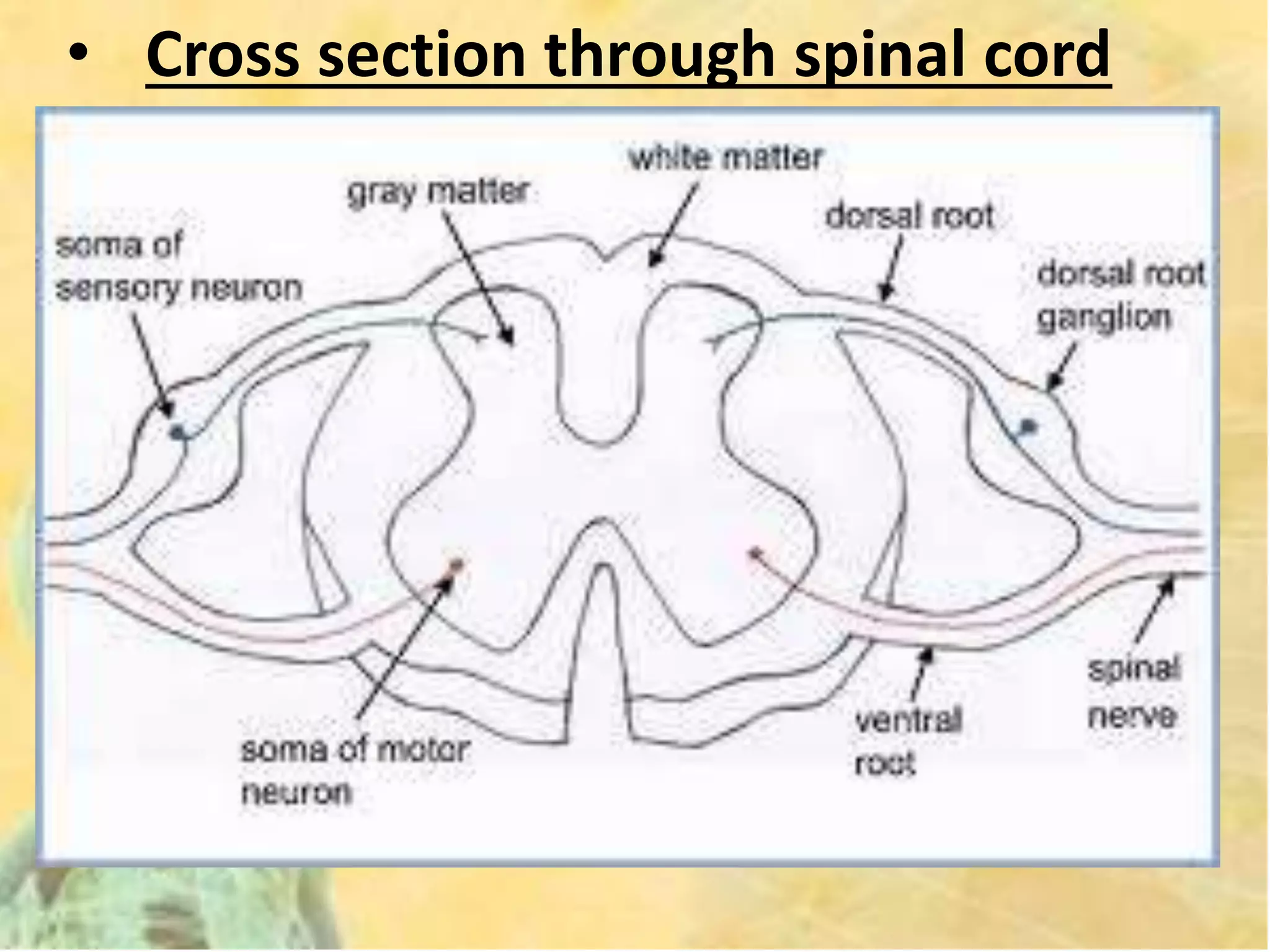 • Cross section through spinal cord
 