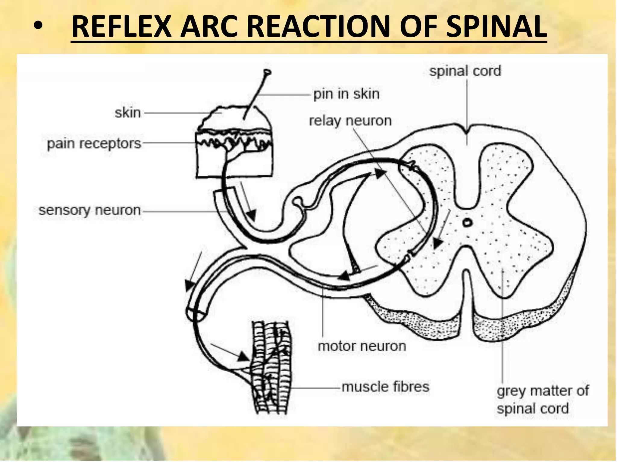 • REFLEX ARC REACTION OF SPINAL
CORD
 
