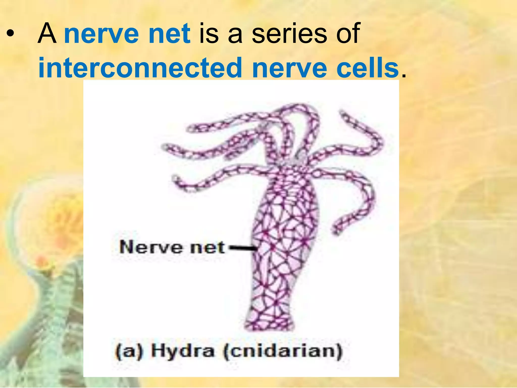 • A nerve net is a series of
interconnected nerve cells.
 