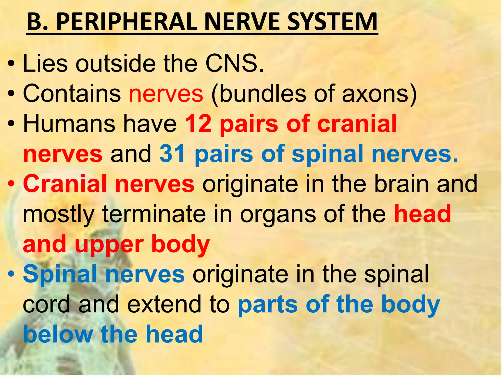 B. PERIPHERAL NERVE SYSTEM
• Lies outside the CNS.
• Contains nerves (bundles of axons)
• Humans have 12 pairs of cranial
nerves and 31 pairs of spinal nerves.
• Cranial nerves originate in the brain and
mostly terminate in organs of the head
and upper body
• Spinal nerves originate in the spinal
cord and extend to parts of the body
below the head
 