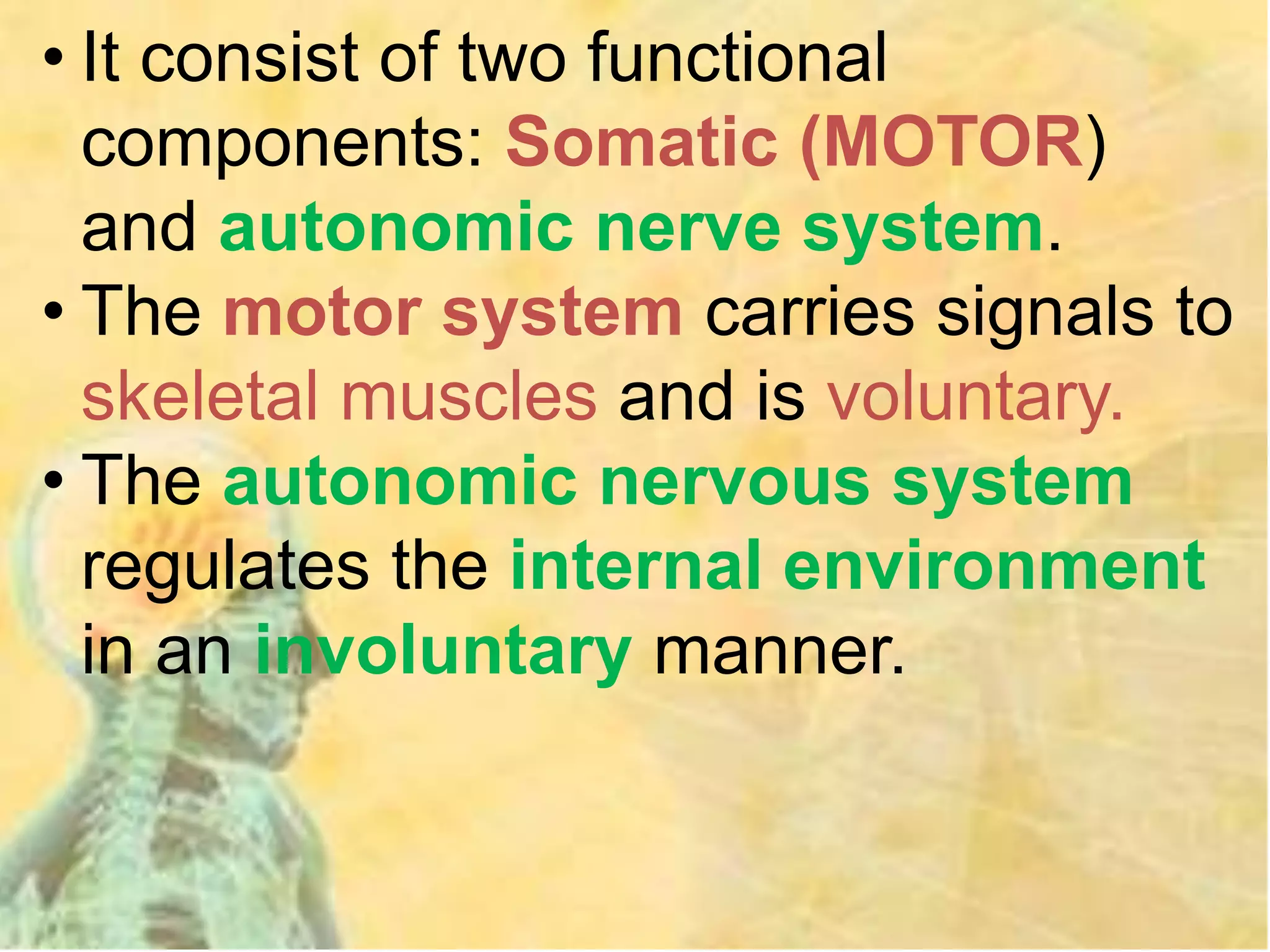 • It consist of two functional
components: Somatic (MOTOR)
and autonomic nerve system.
• The motor system carries signals to
skeletal muscles and is voluntary.
• The autonomic nervous system
regulates the internal environment
in an involuntary manner.
 