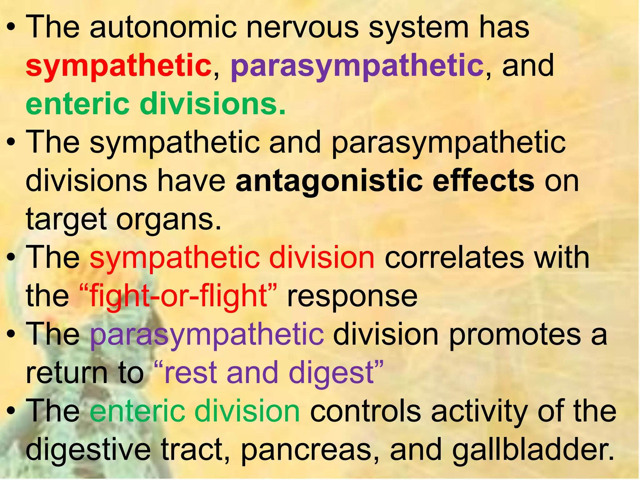 • The autonomic nervous system has
sympathetic, parasympathetic, and
enteric divisions.
• The sympathetic and parasympathetic
divisions have antagonistic effects on
target organs.
• The sympathetic division correlates with
the “fight-or-flight” response
• The parasympathetic division promotes a
return to “rest and digest”
• The enteric division controls activity of the
digestive tract, pancreas, and gallbladder.
 