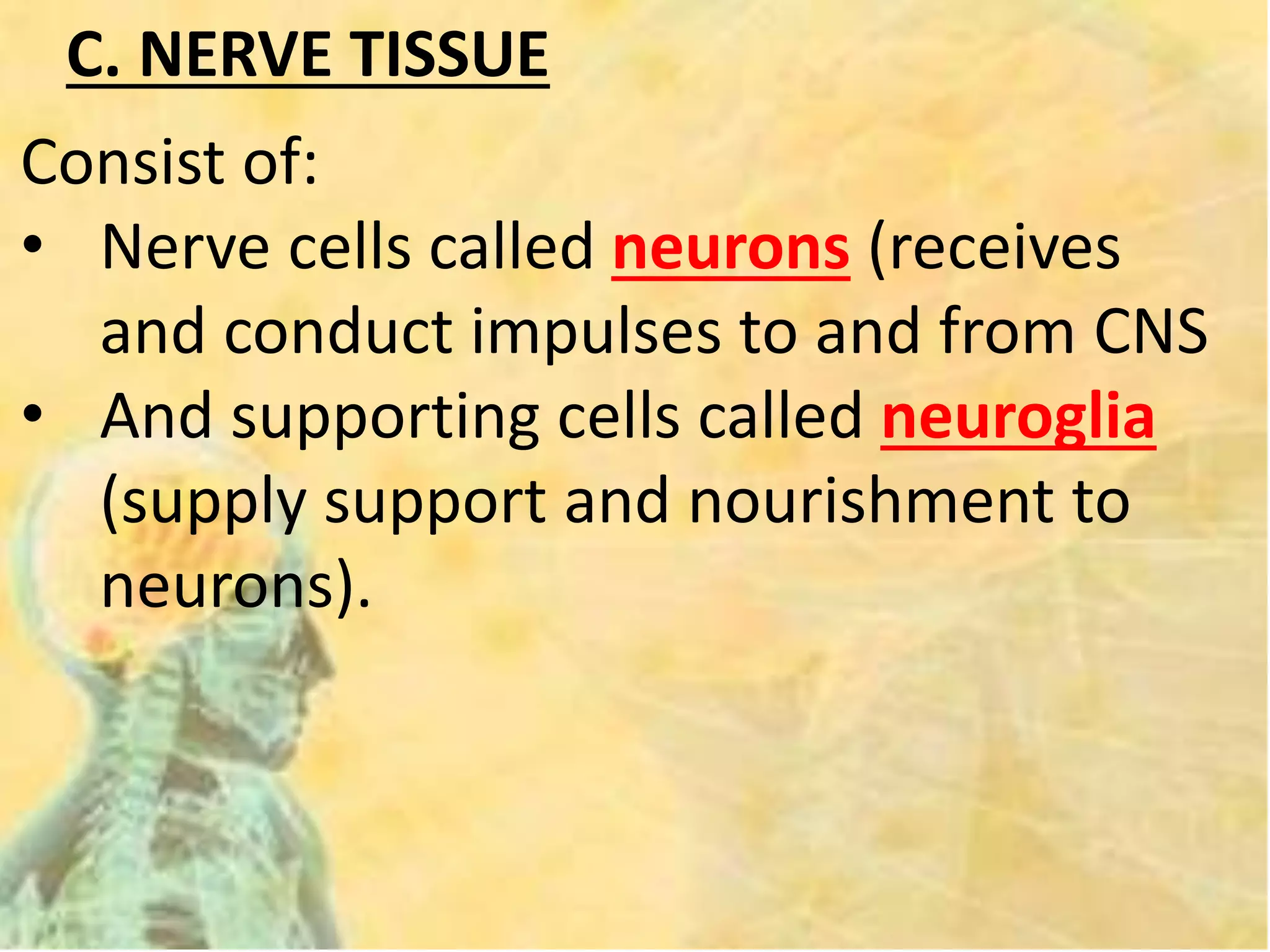 C. NERVE TISSUE
Consist of:
• Nerve cells called neurons (receives
and conduct impulses to and from CNS
• And supporting cells called neuroglia
(supply support and nourishment to
neurons).
 