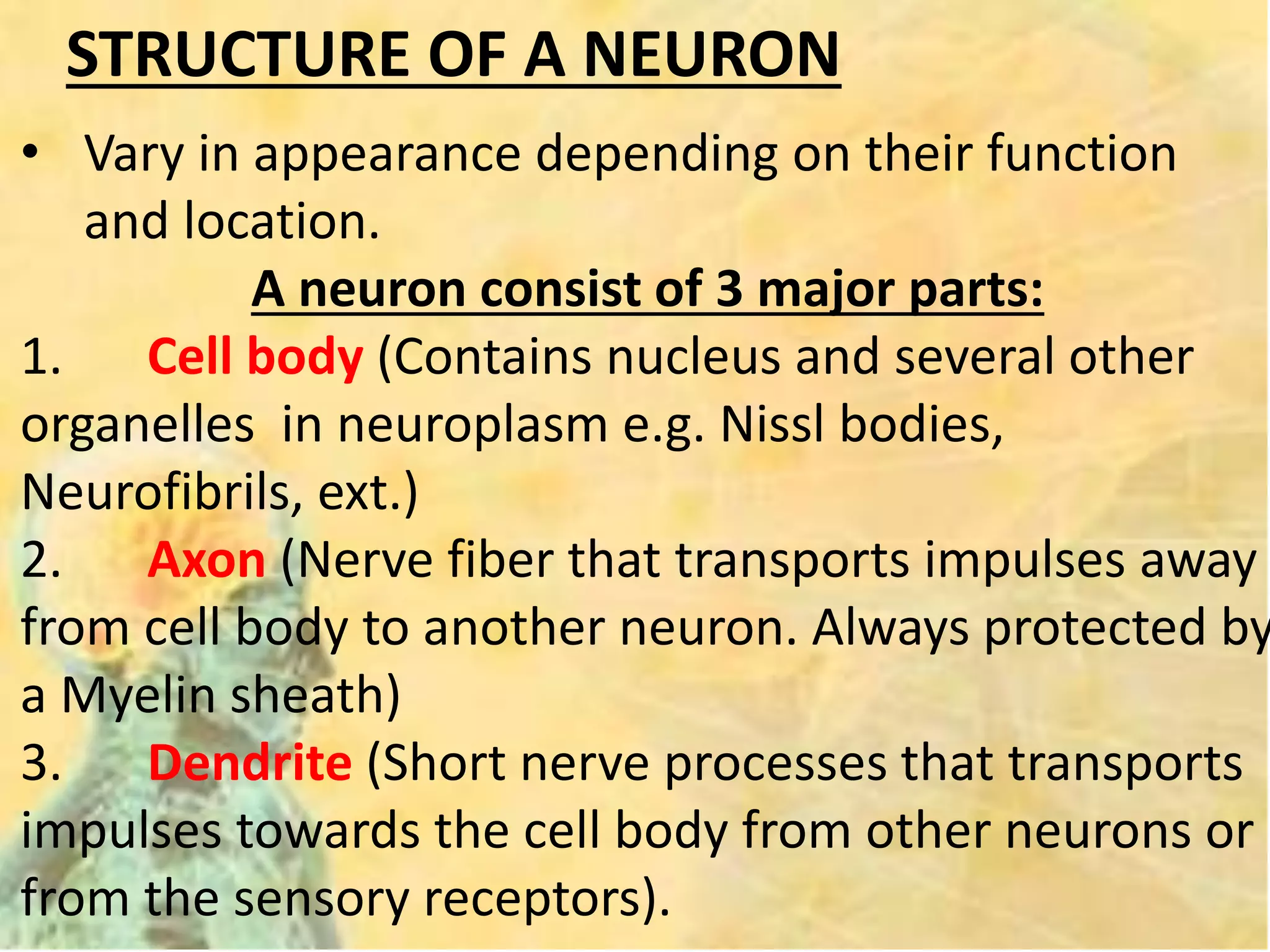 STRUCTURE OF A NEURON
• Vary in appearance depending on their function
and location.
A neuron consist of 3 major parts:
1. Cell body (Contains nucleus and several other
organelles in neuroplasm e.g. Nissl bodies,
Neurofibrils, ext.)
2. Axon (Nerve fiber that transports impulses away
from cell body to another neuron. Always protected by
a Myelin sheath)
3. Dendrite (Short nerve processes that transports
impulses towards the cell body from other neurons or
from the sensory receptors).
 