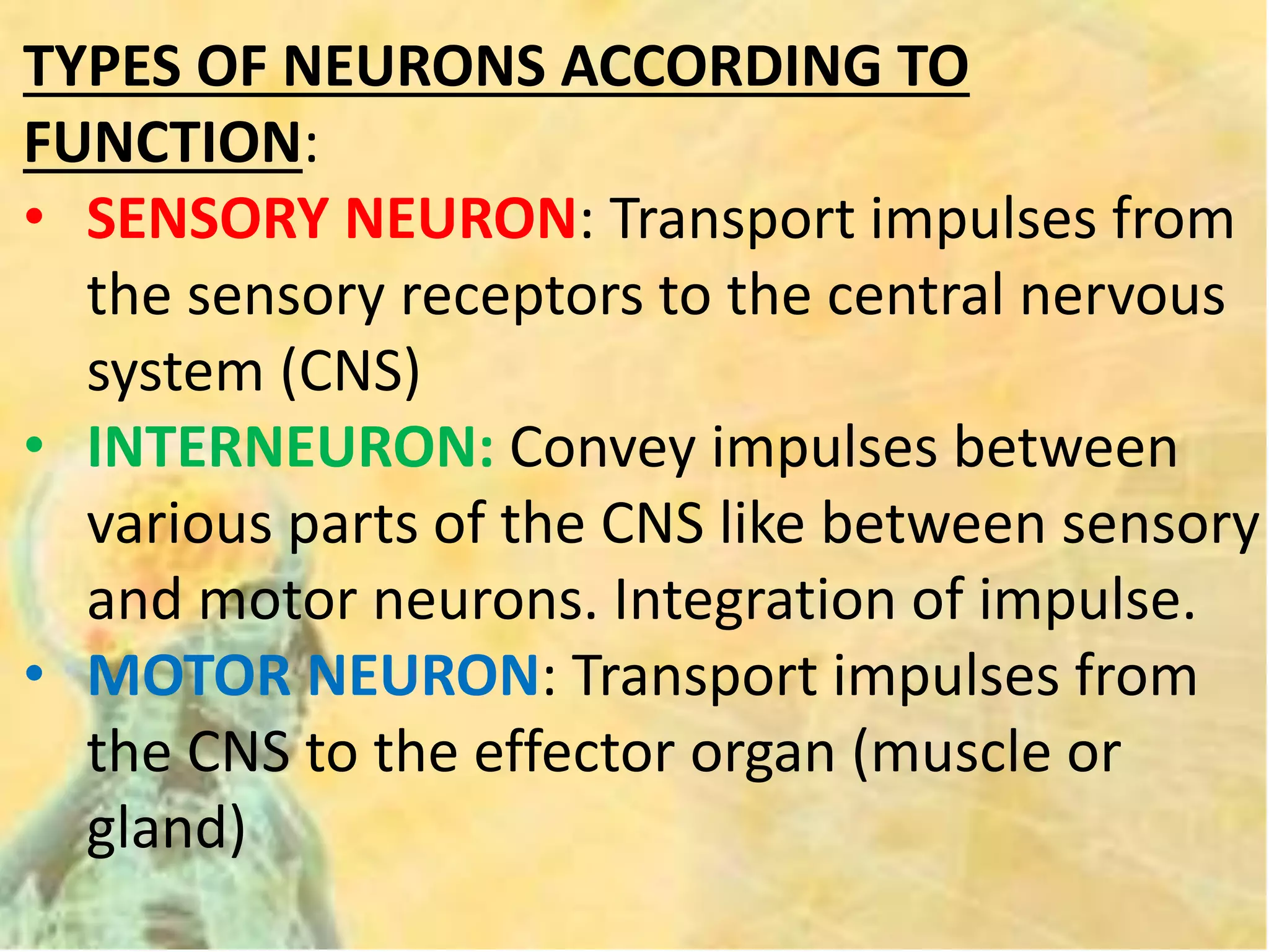 TYPES OF NEURONS ACCORDING TO
FUNCTION:
• SENSORY NEURON: Transport impulses from
the sensory receptors to the central nervous
system (CNS)
• INTERNEURON: Convey impulses between
various parts of the CNS like between sensory
and motor neurons. Integration of impulse.
• MOTOR NEURON: Transport impulses from
the CNS to the effector organ (muscle or
gland)
 