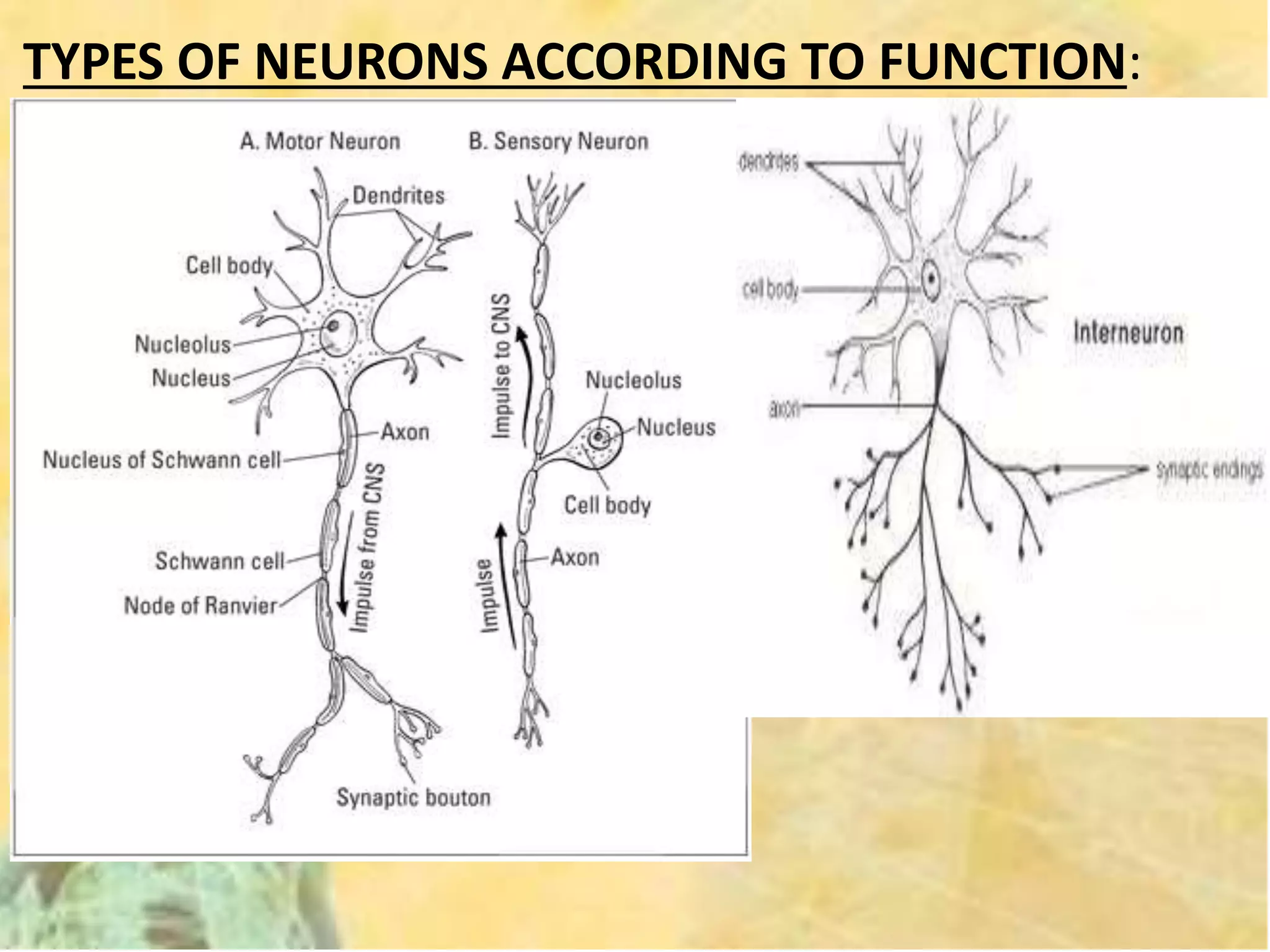 TYPES OF NEURONS ACCORDING TO FUNCTION:
• SENSORY NEURON: Transport impulses from
the sensory receptors to the central nervous
system (CNS)
• INTERNEURON: Convey impulses between
various parts of the CNS like between sensory
and motor neurons. Integration of impulse.
• MOTOR NEURON: Transport impulses from
the CNS to the effector organ (muscle or
gland)
 